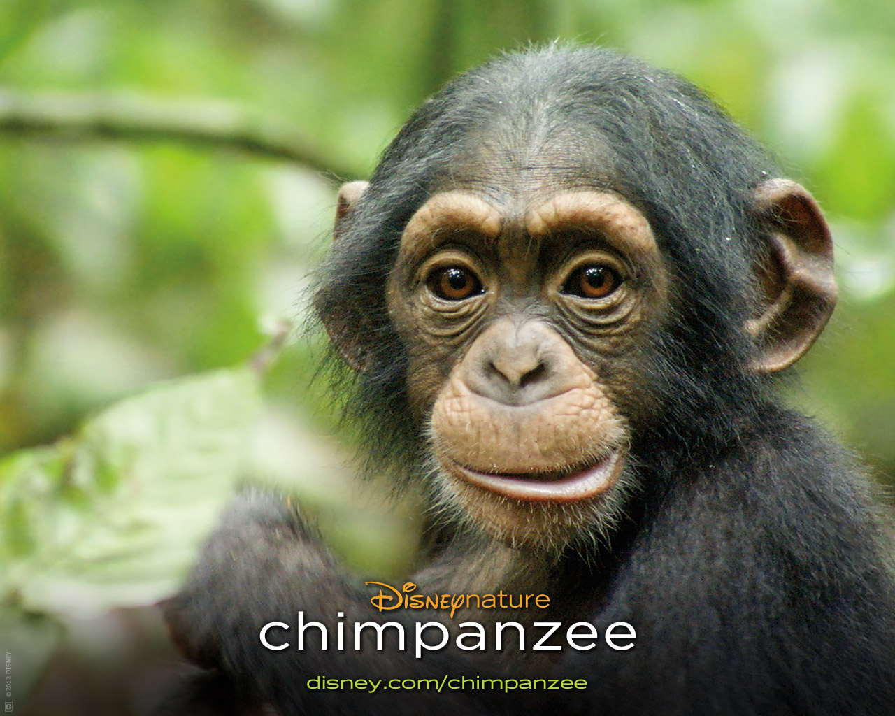 movie, chimpanzee, baby animal, disney, monkey