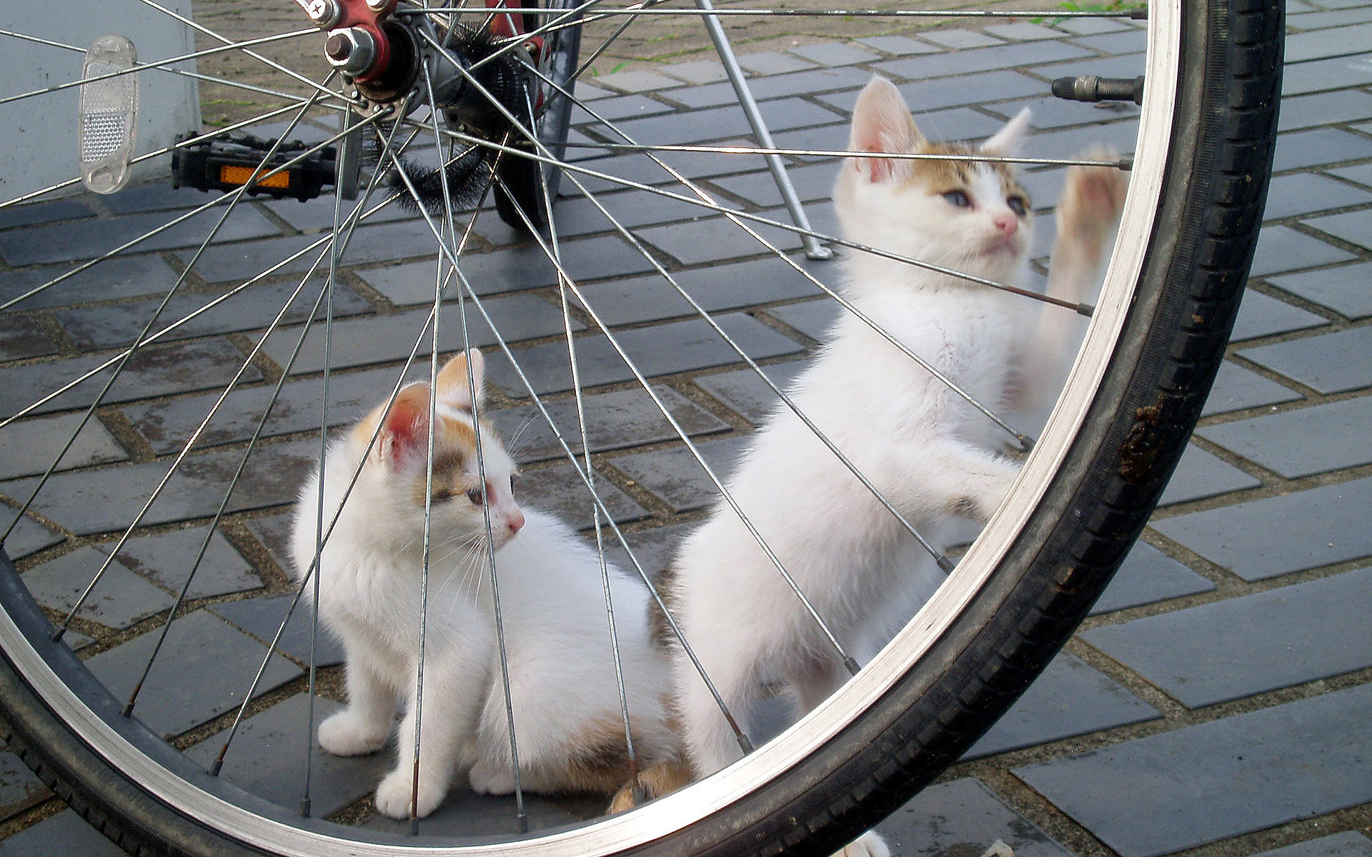 Baixe gratuitamente a imagem Gato, Gatos, Animais na área de trabalho do seu PC