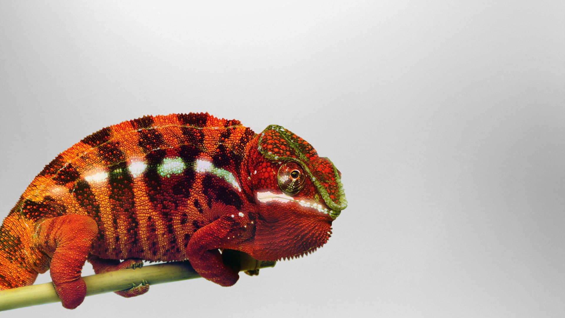 Download mobile wallpaper Branch, Reptile, Chameleon, Animals for free.