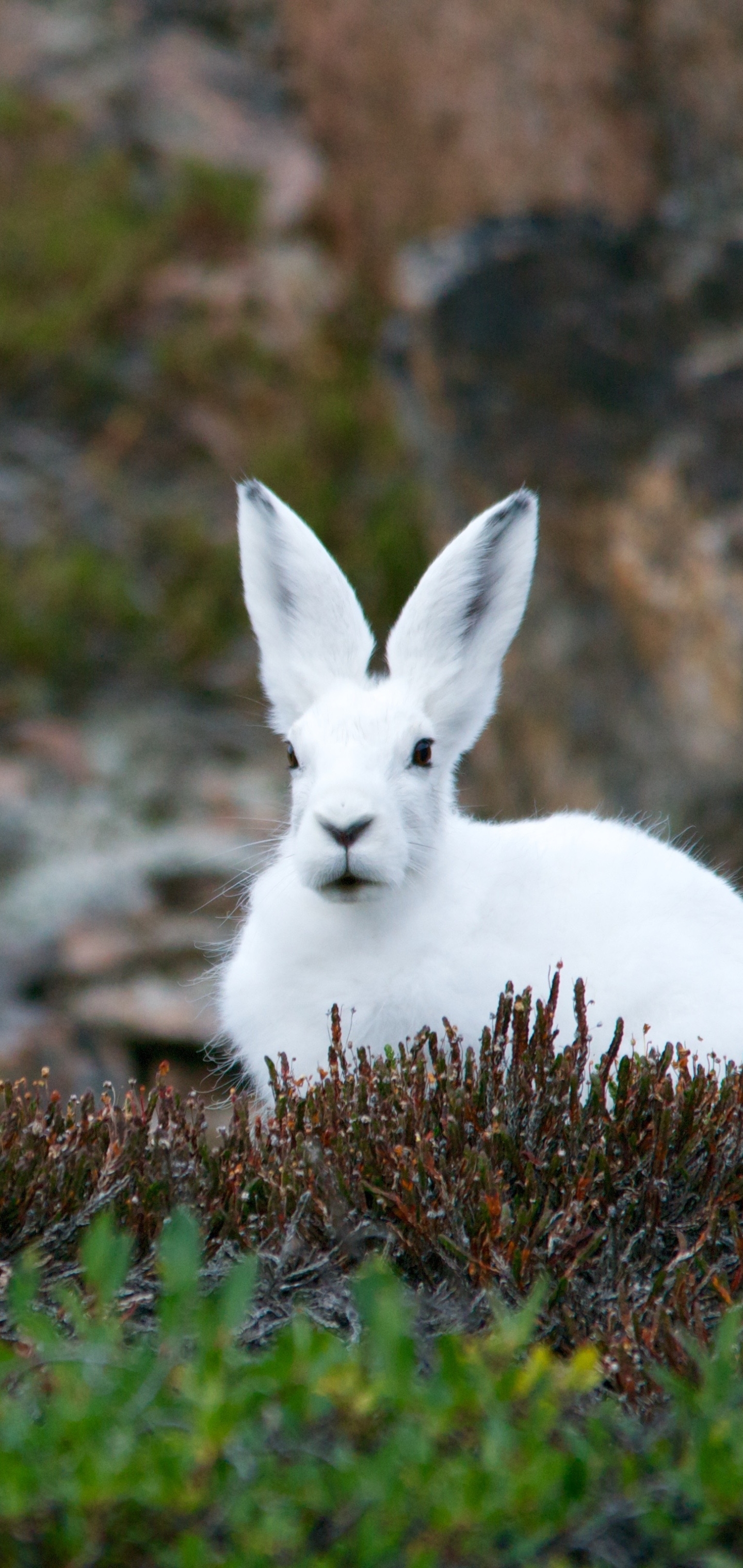 無料モバイル壁紙動物, 野ウサギ, うさぎ, ホッキョクウサギをダウンロードします。