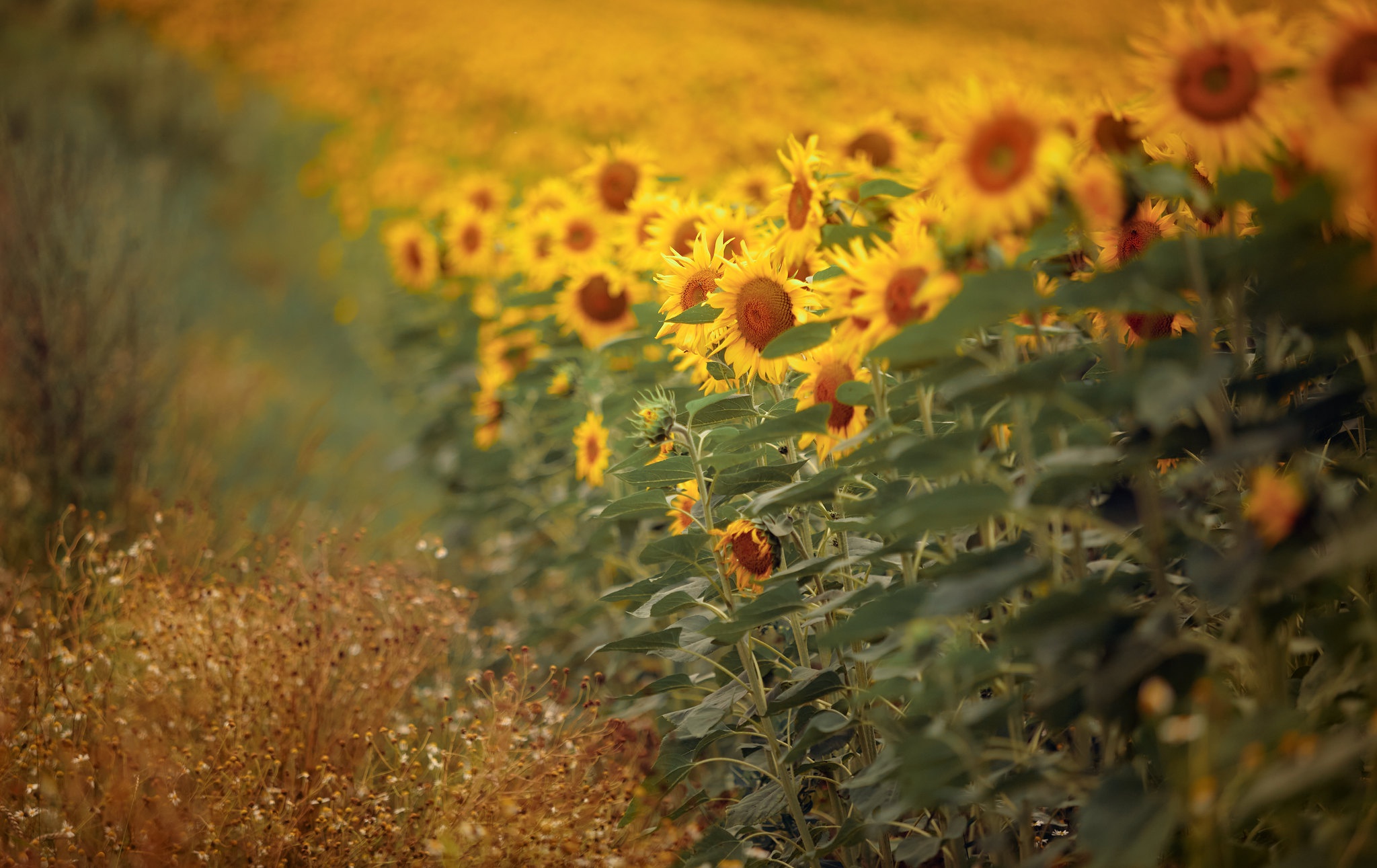 Free download wallpaper Nature, Flowers, Blur, Earth, Sunflower on your PC desktop