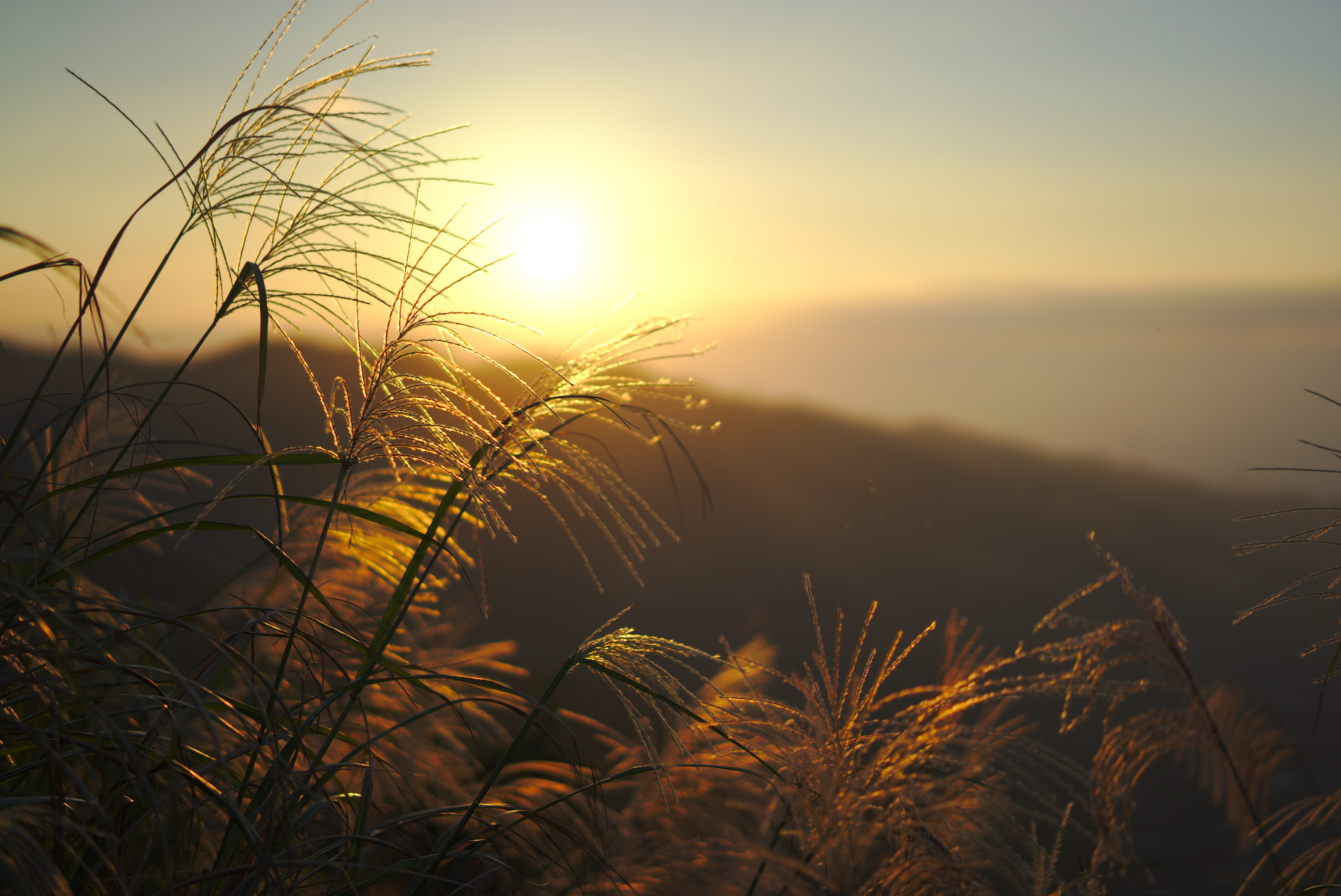 Free download wallpaper Grass, Shine, Nature, Sunset, Sun, Light, Plants on your PC desktop