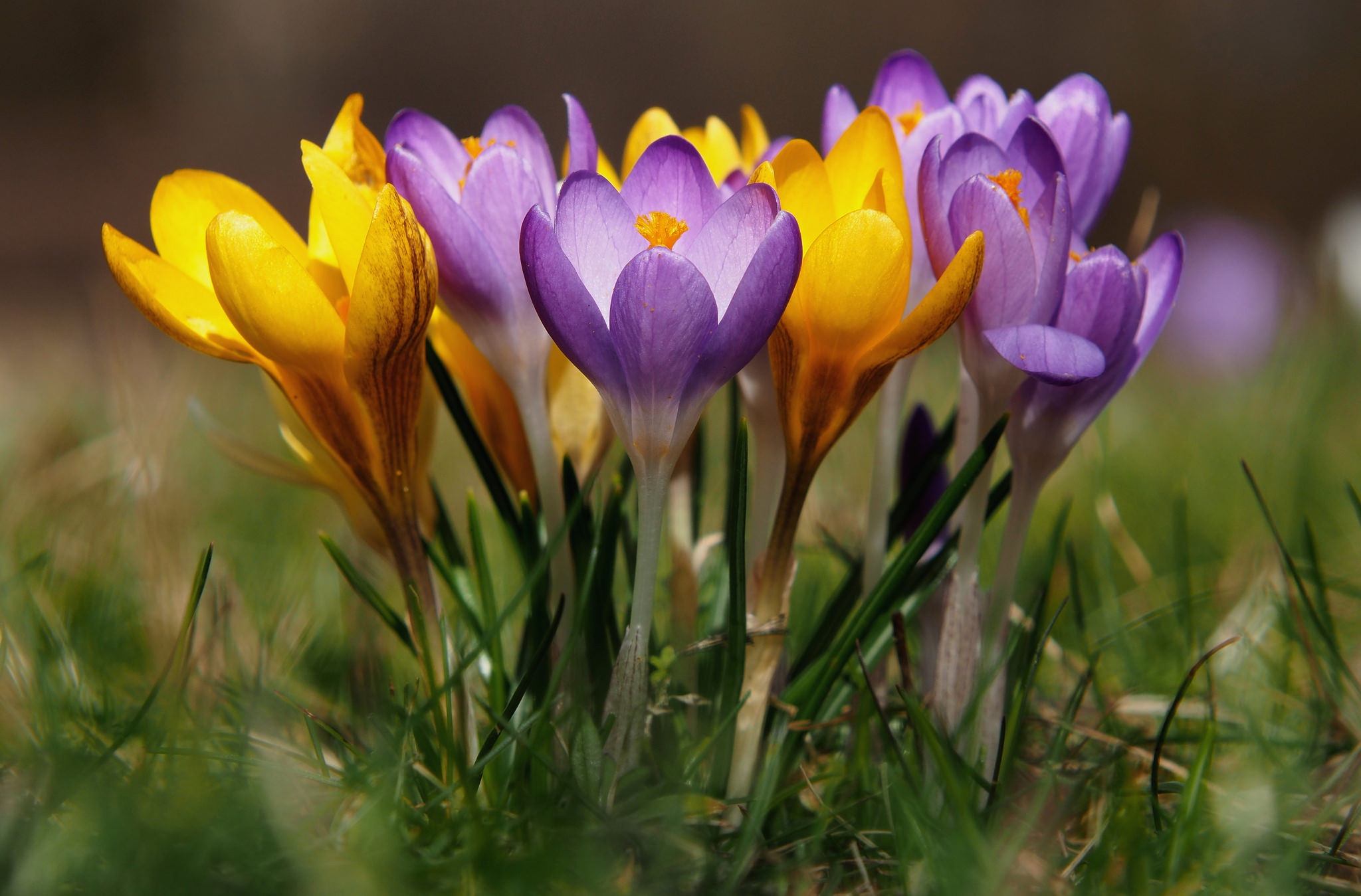 無料モバイル壁紙フラワーズ, 花, 閉じる, 地球, クロッカス, 黄色い花, 紫色の花をダウンロードします。