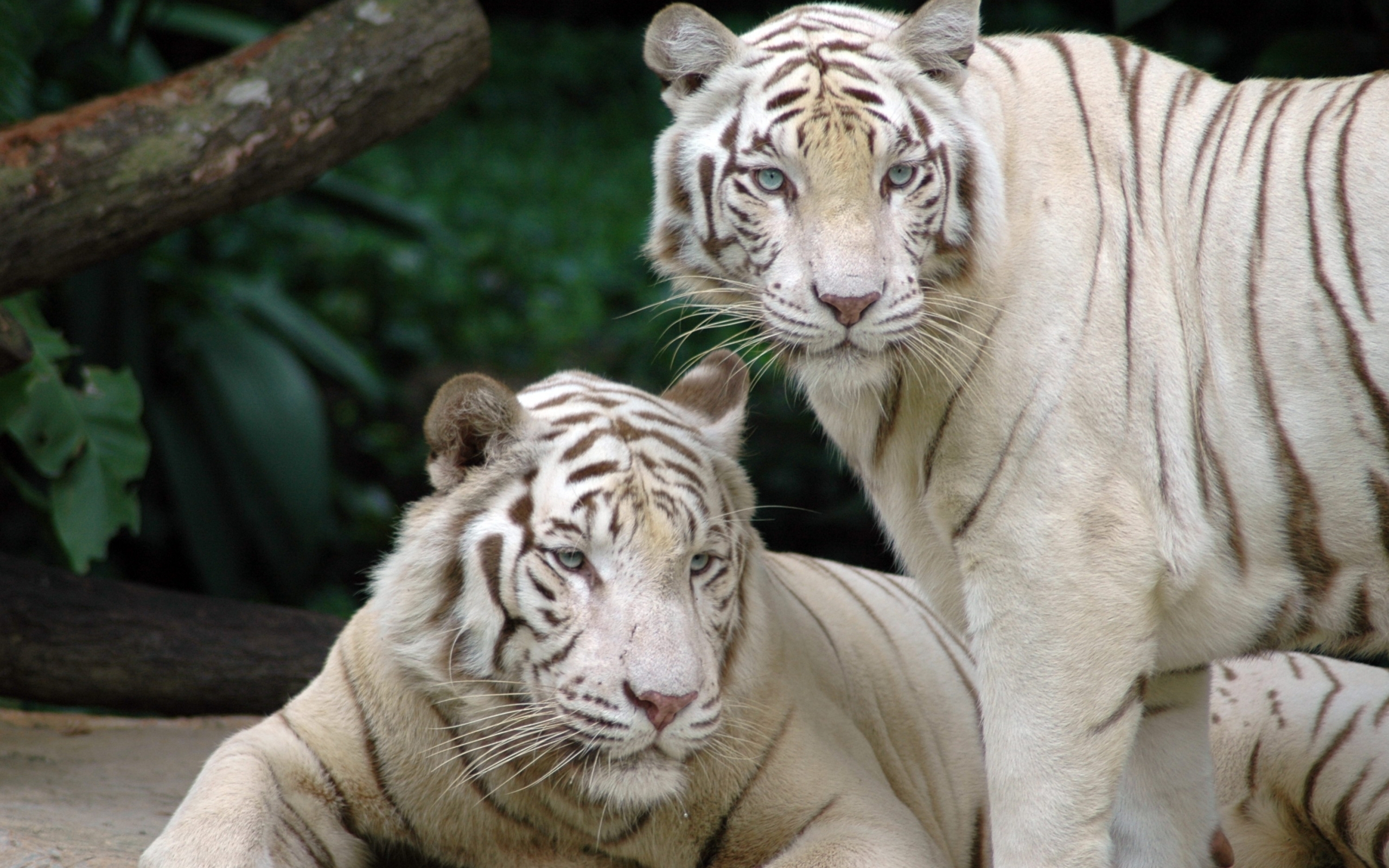 48121 Bild herunterladen tiere, tigers - Hintergrundbilder und Bildschirmschoner kostenlos