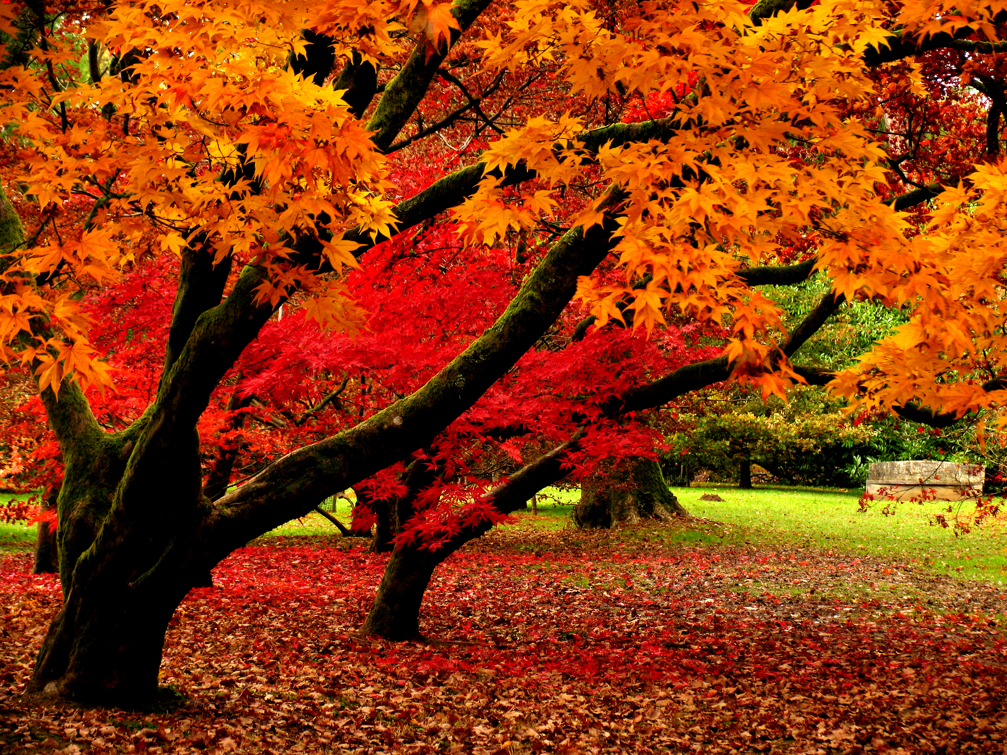 Laden Sie das Natur, Herbst, Park, Baum, Blatt, Fotografie-Bild kostenlos auf Ihren PC-Desktop herunter