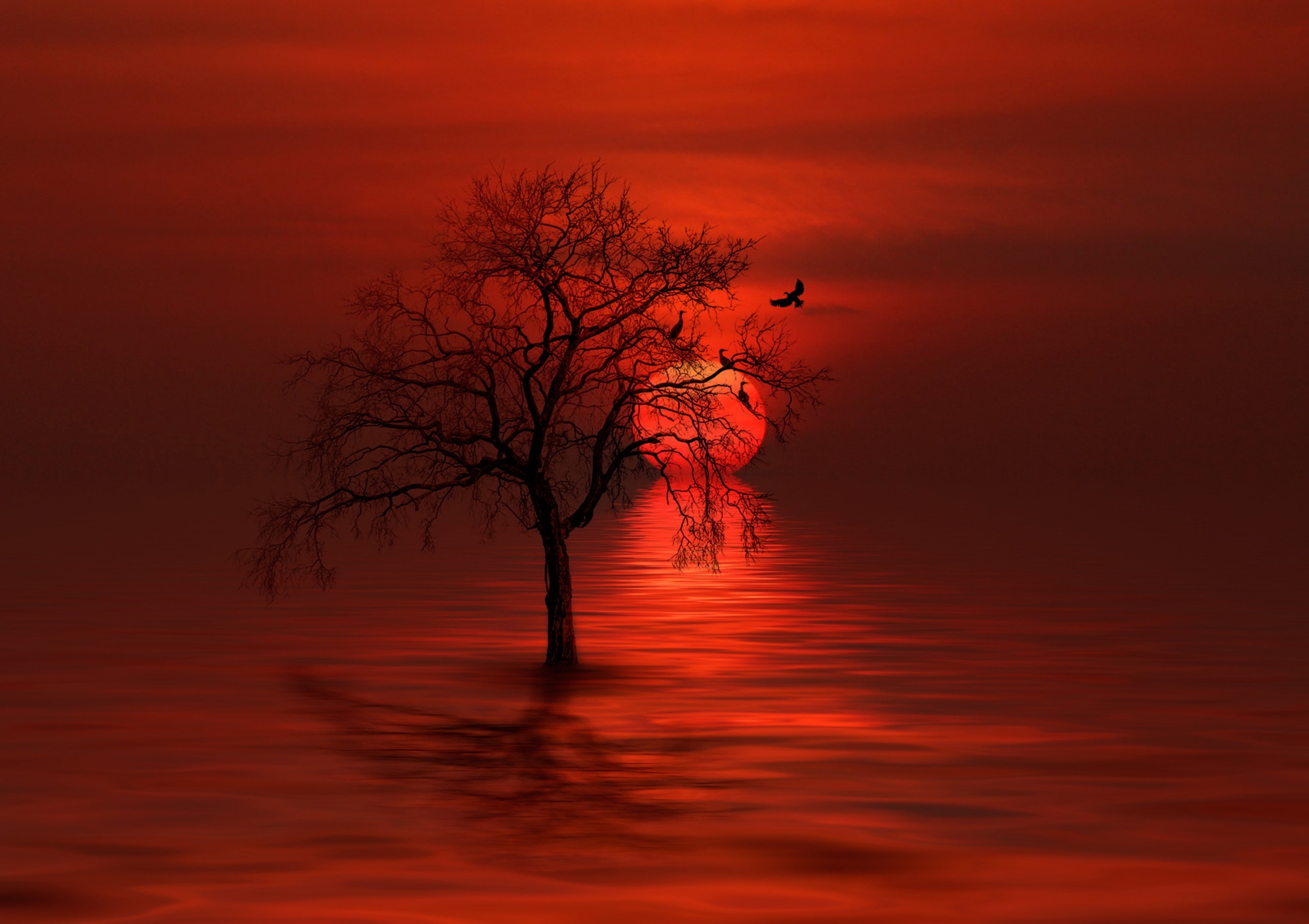 Download mobile wallpaper Moon, Reflection, Silhouette, Bird, Tree, Artistic, Orange (Color) for free.