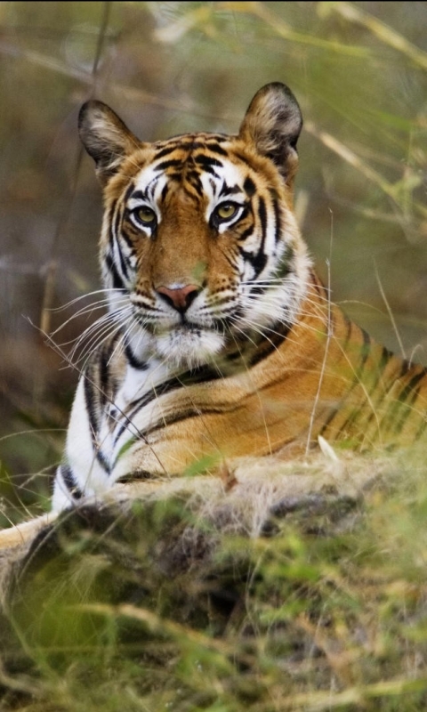 Download mobile wallpaper Cats, Tiger, Animal for free.