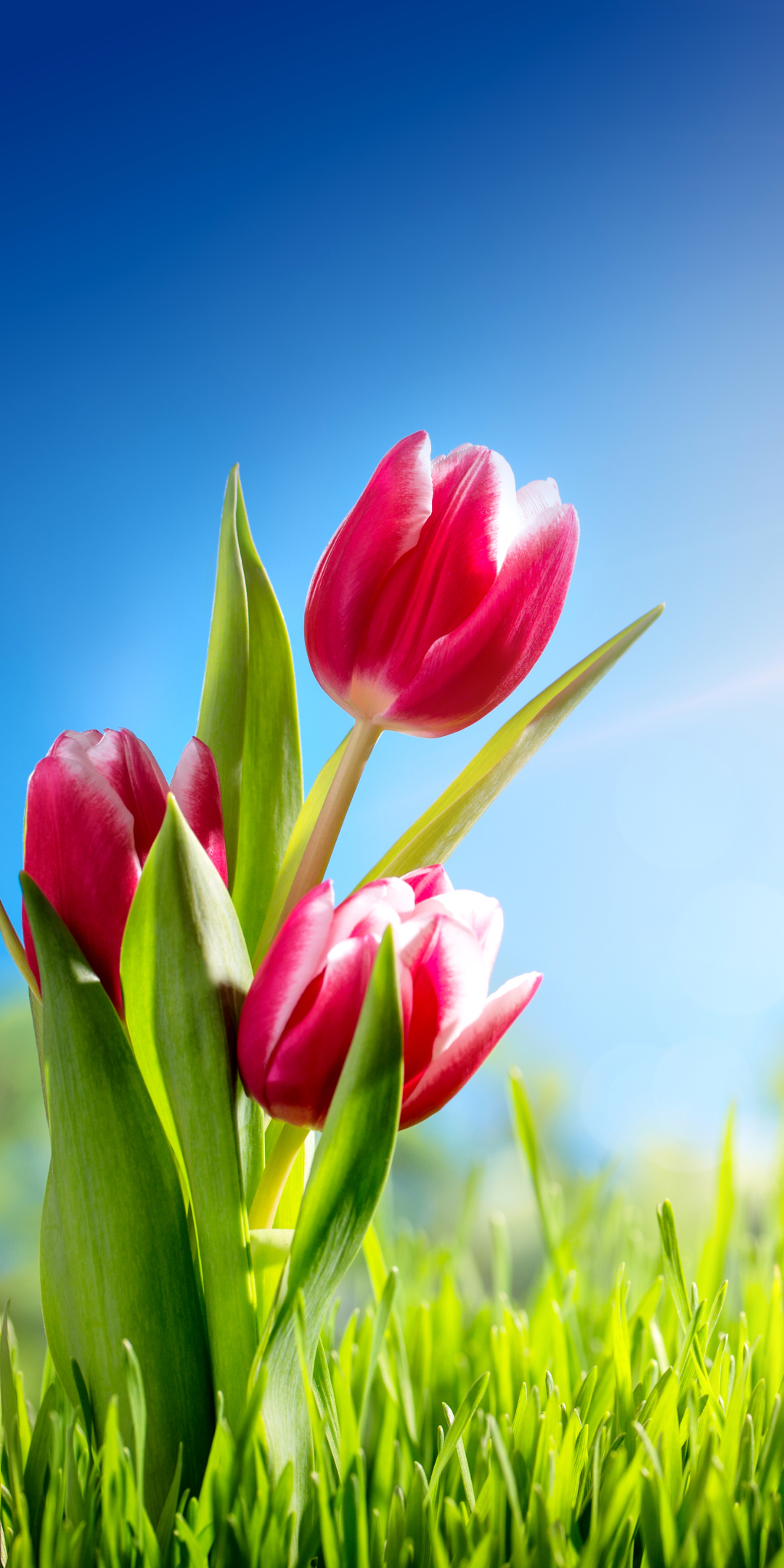 Download mobile wallpaper Nature, Flowers, Grass, Flower, Earth, Tulip, Sunny, Sunbeam, Pink Flower, Sunbean for free.