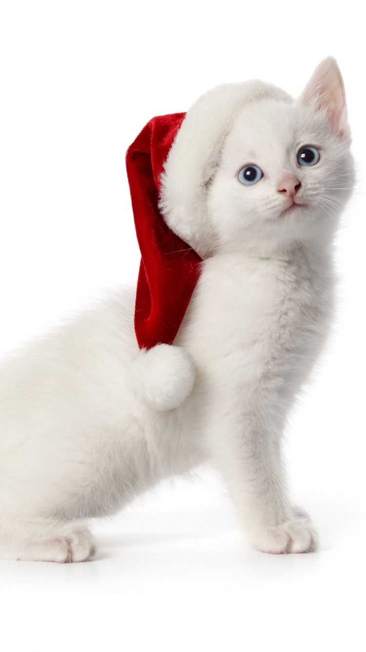 Скачати мобільні шпалери Різдво, Кішка, Кошеня, Тварина, Коти, Капелюх Діда Мороза безкоштовно.