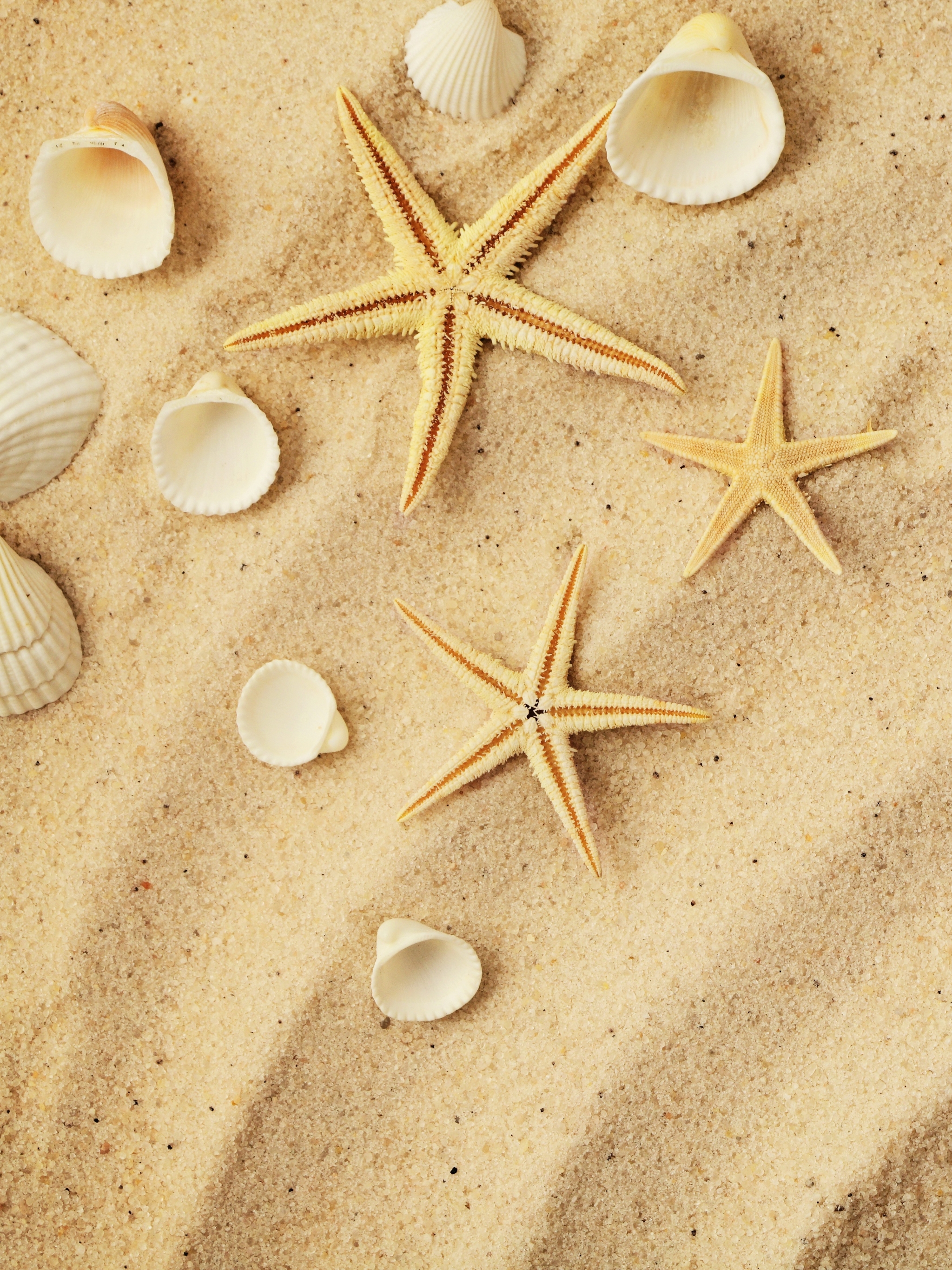 Download mobile wallpaper Sand, Starfish, Animal, Shell for free.