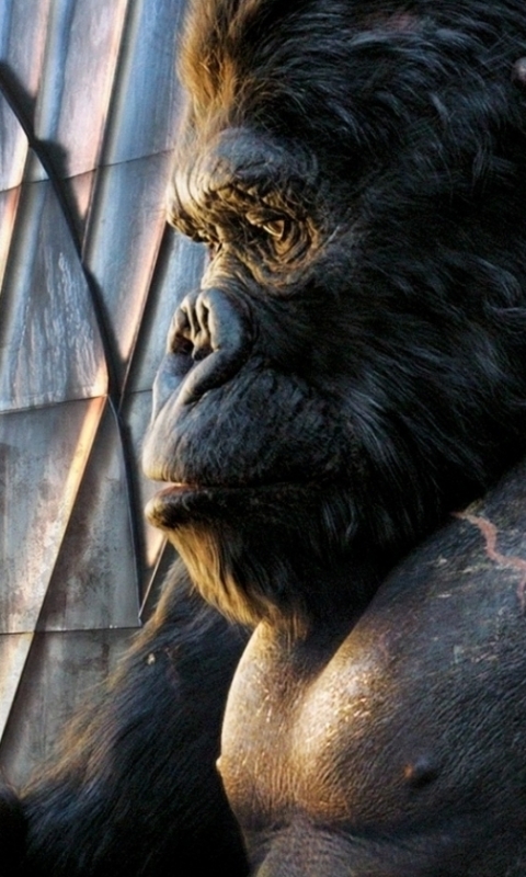 Descarga gratuita de fondo de pantalla para móvil de Películas, Rey Kong (2005), Rey Kong.