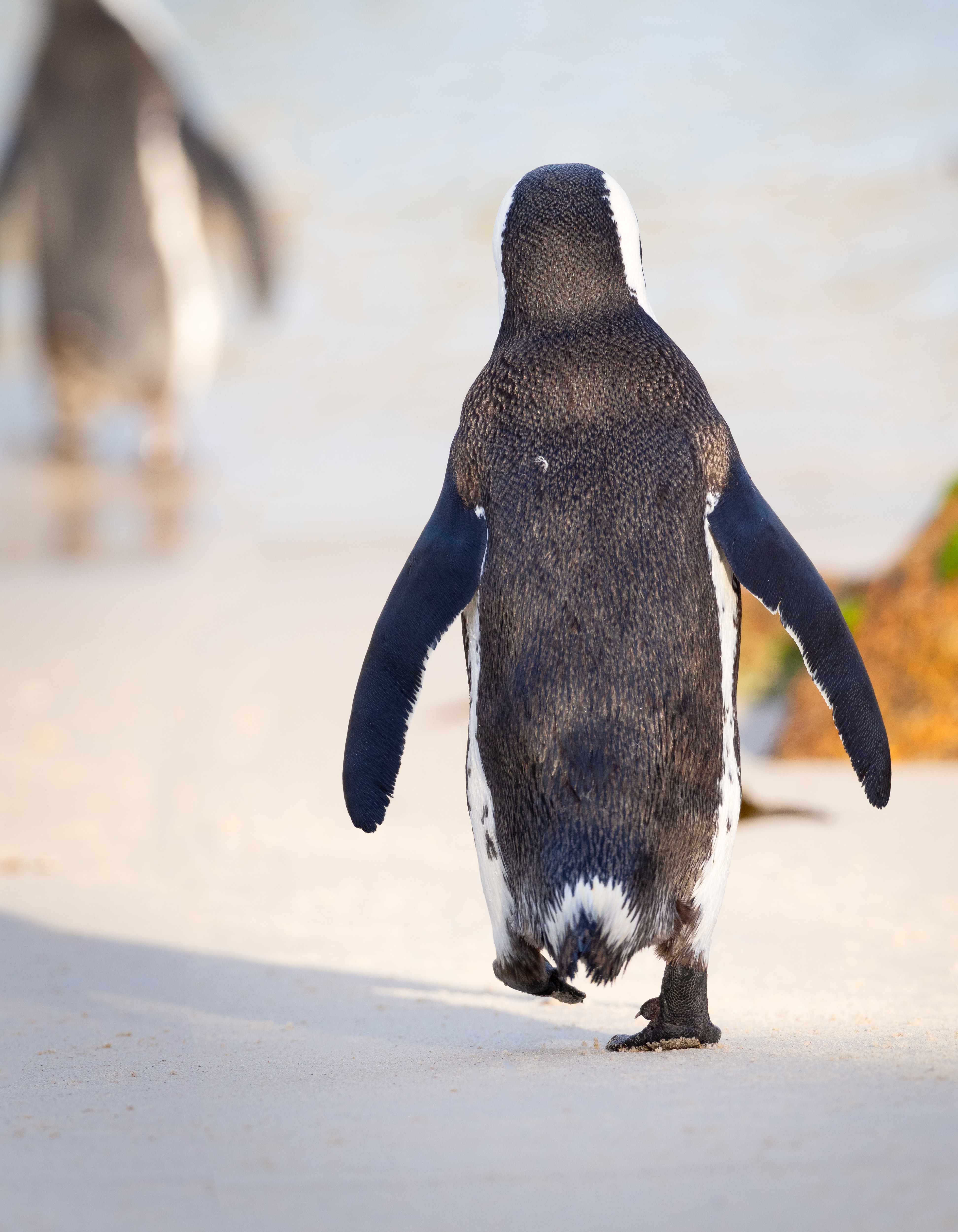 Mobile wallpaper penguin, animals, bird, color, stroll