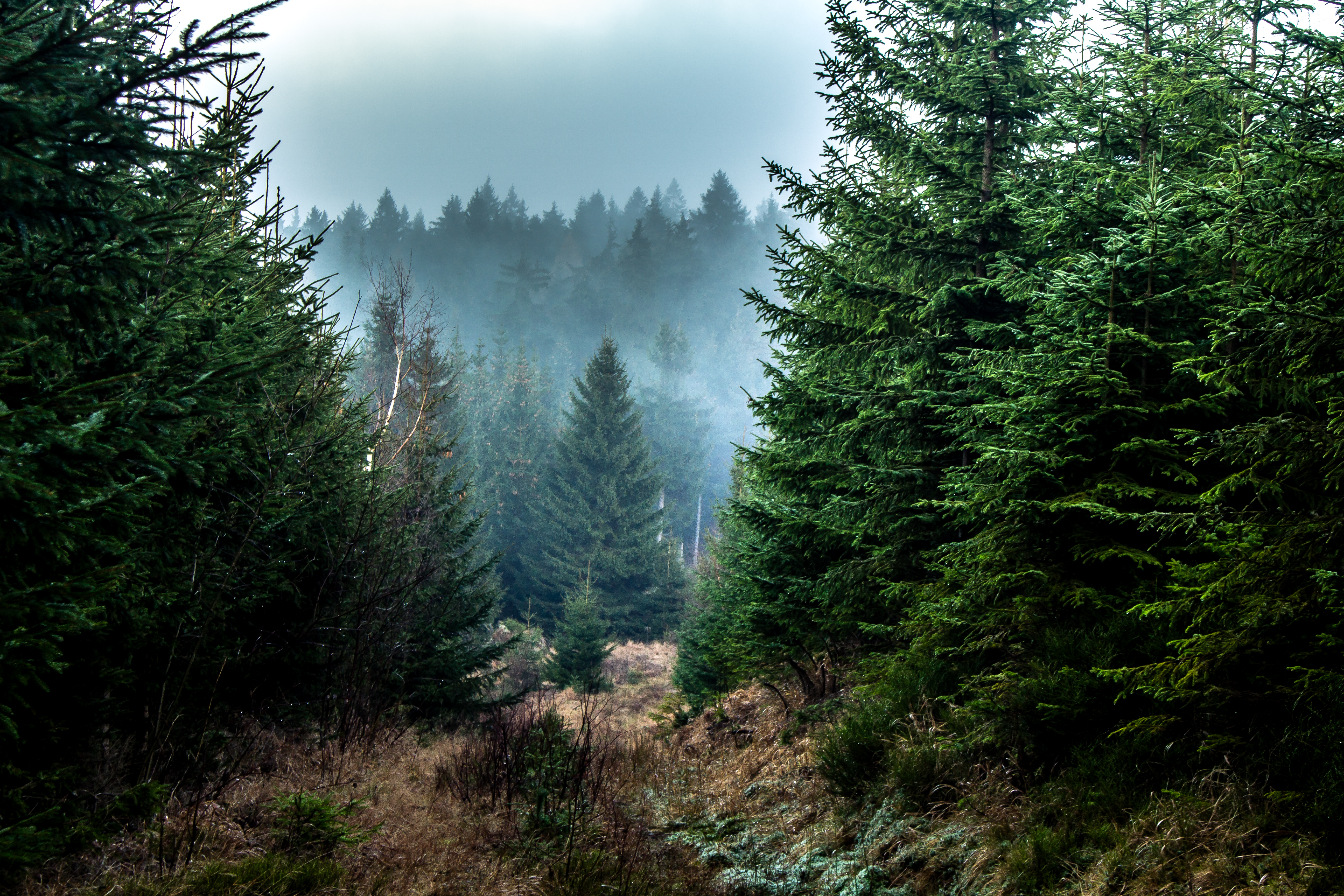 140856 descargar fondo de pantalla naturaleza, árboles, bosque, niebla, sucursales, ramas, abeto: protectores de pantalla e imágenes gratis