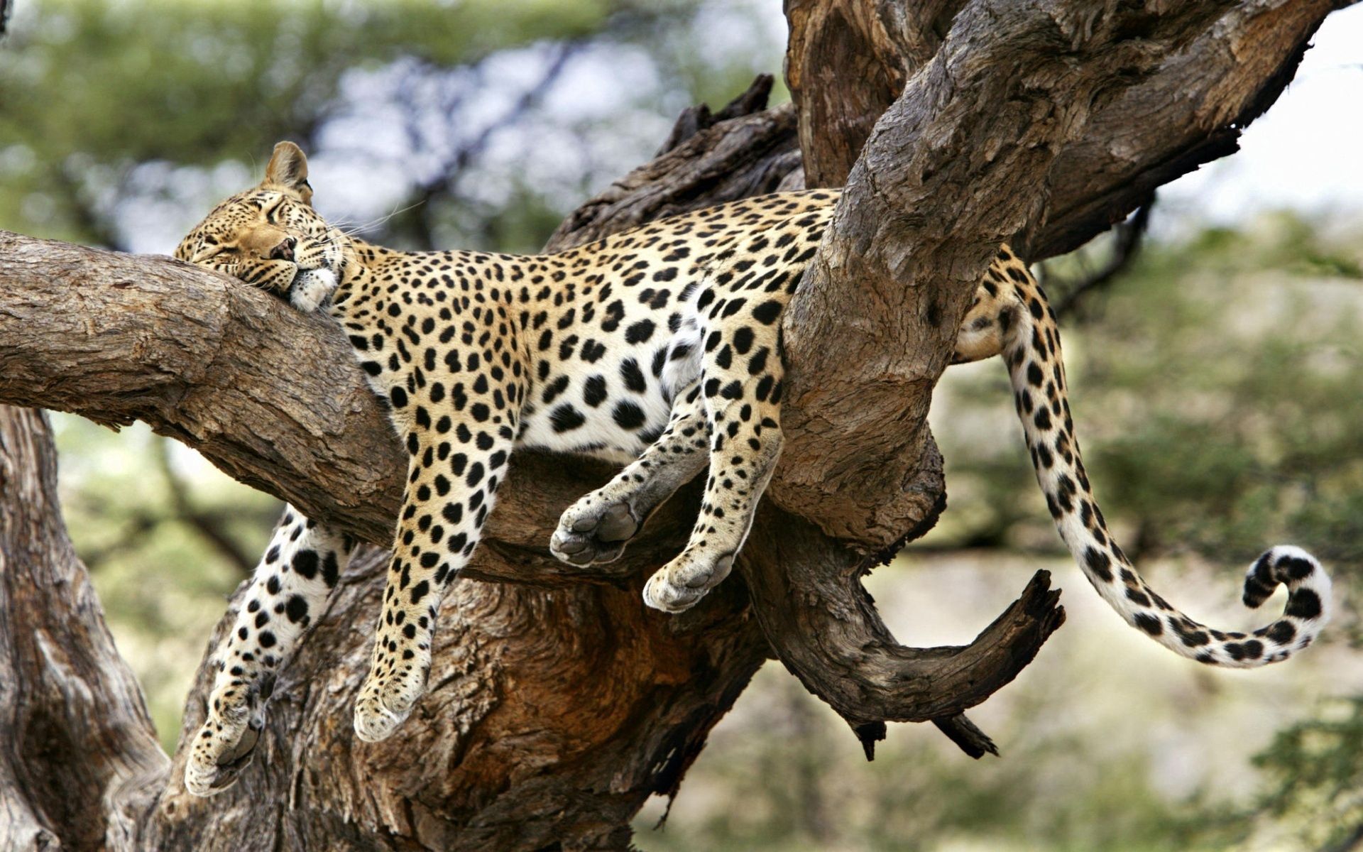 127225 Bild herunterladen leopard, tiere, sich hinlegen, liegen, raubtier, predator, große katze, big cat - Hintergrundbilder und Bildschirmschoner kostenlos