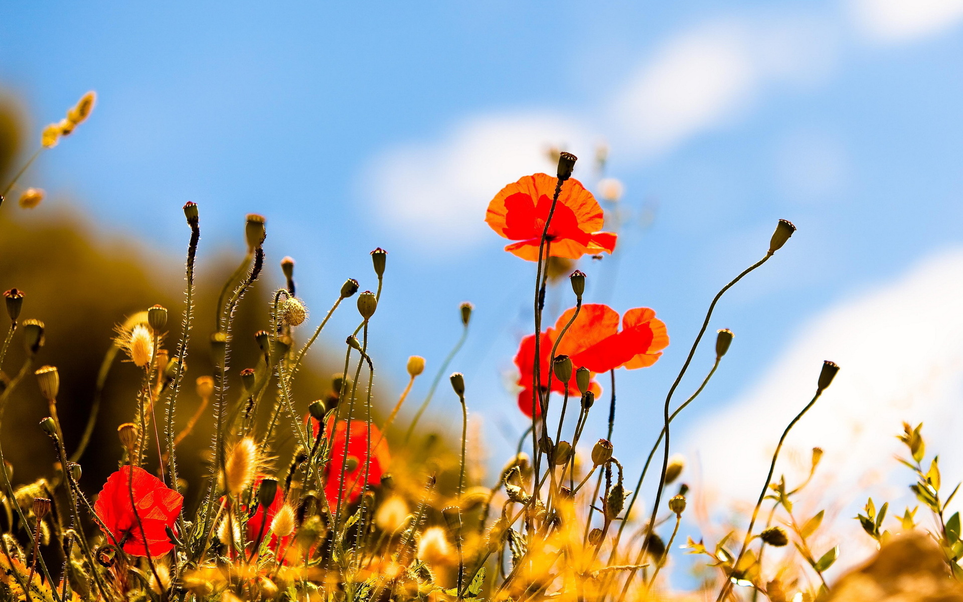 Free download wallpaper Flowers, Flower, Earth, Poppy on your PC desktop