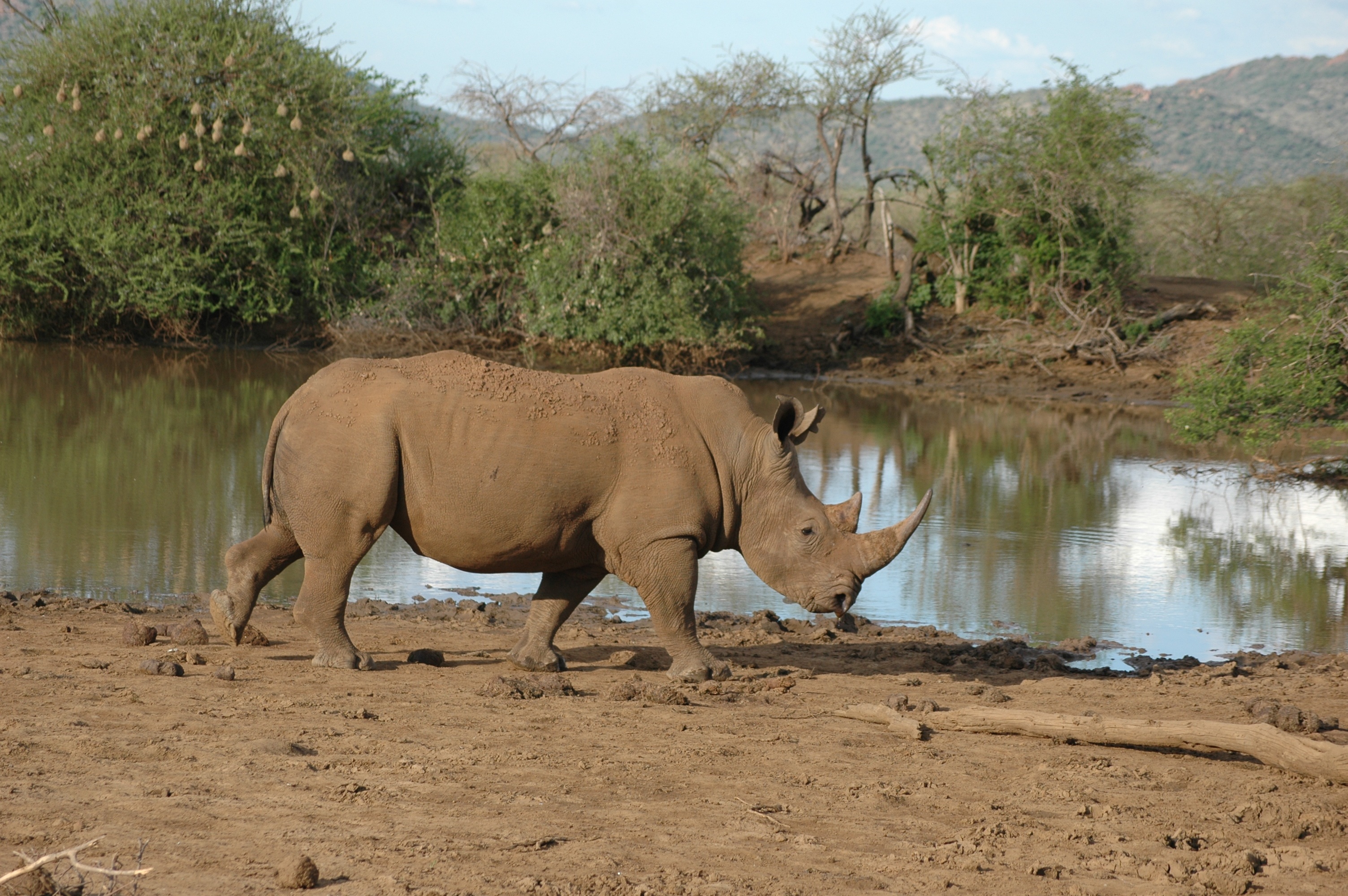 Скачать обои бесплатно Животные, Носорог, Африка картинка на рабочий стол ПК