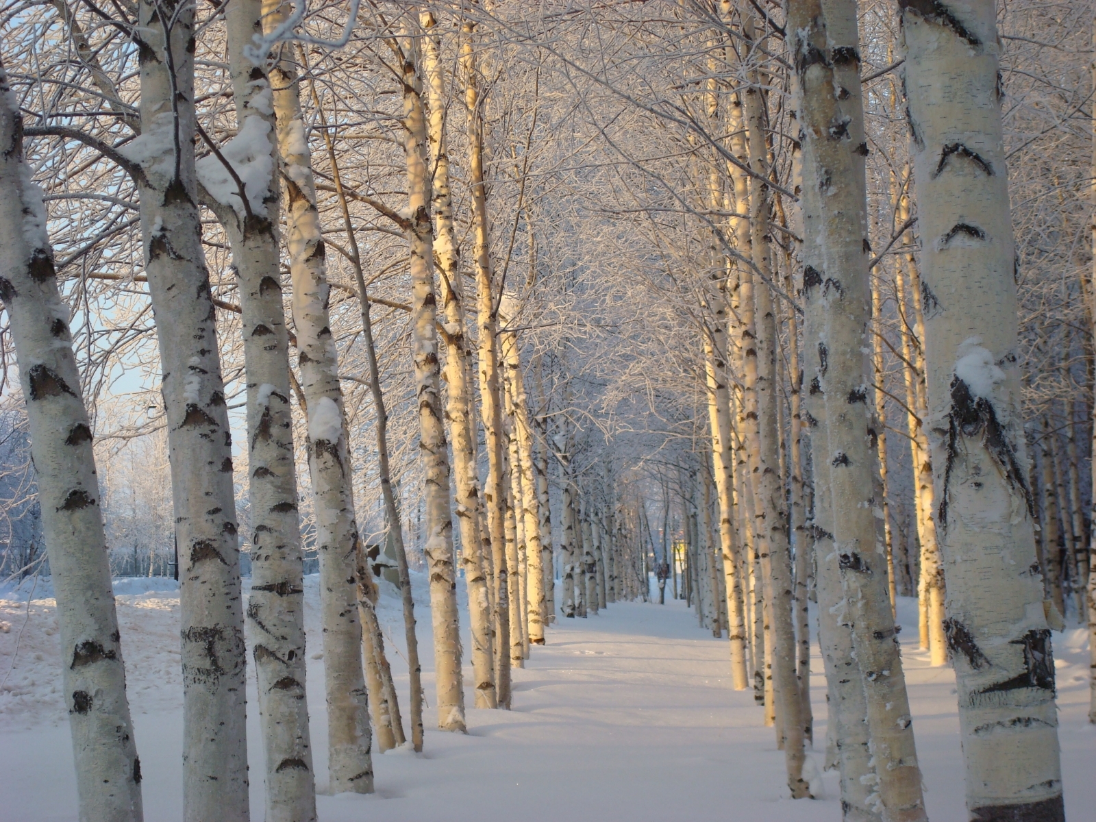 PCデスクトップに風景, 冬, 木, オレンジ, 雪画像を無料でダウンロード