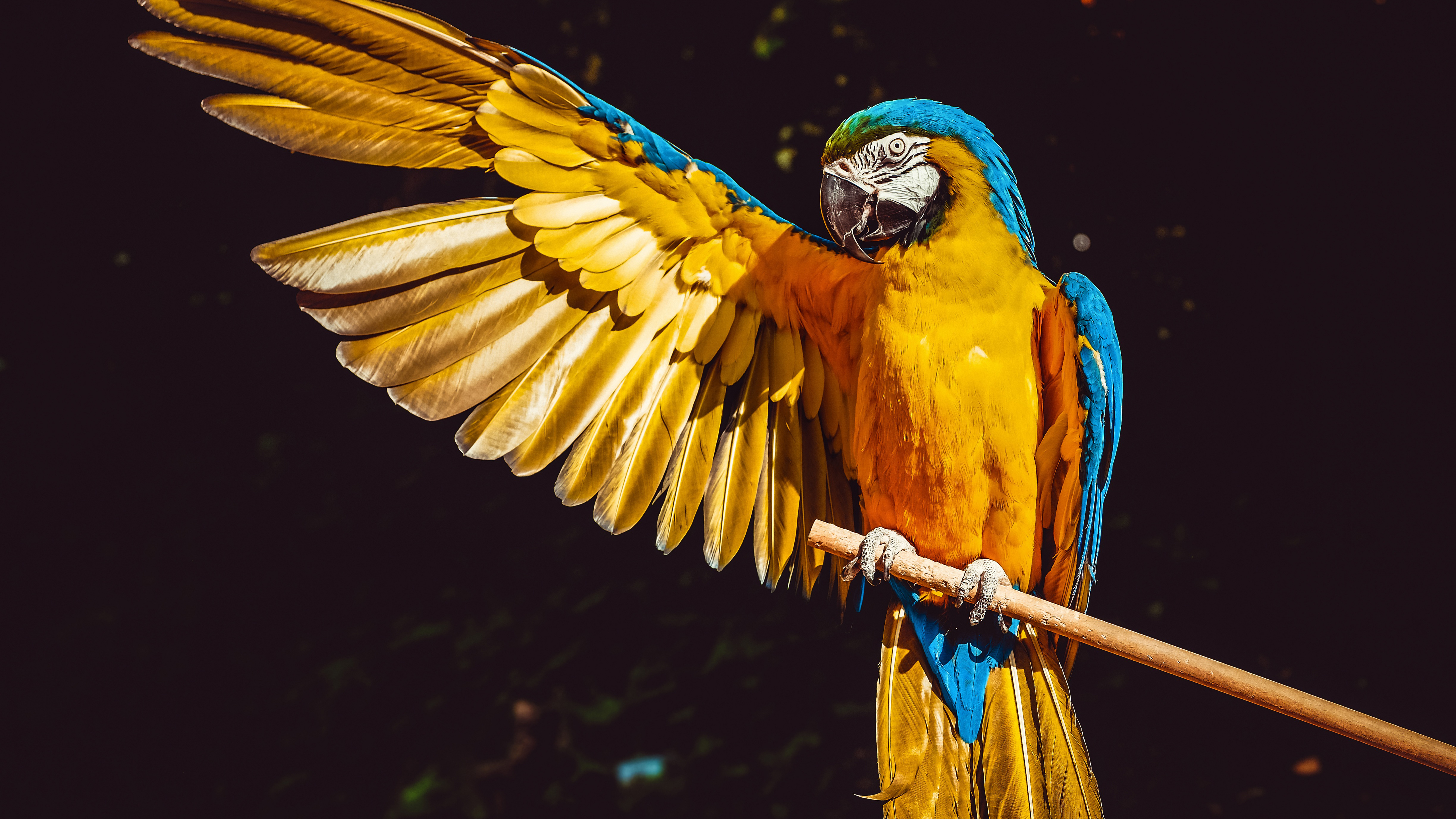 439711 descargar fondo de pantalla animales, guacamayo azul y amarillo, ave, guacamayo, loro, alas, aves: protectores de pantalla e imágenes gratis