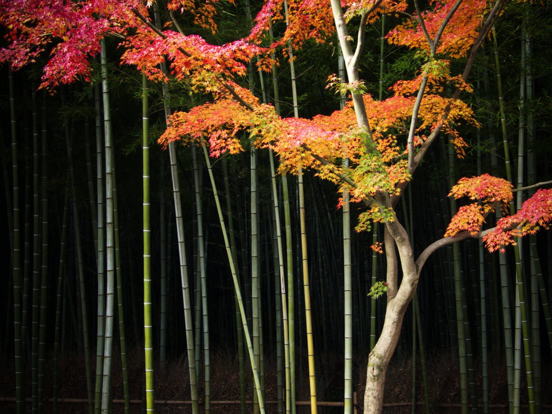 162273 Bild herunterladen erde/natur, baum, bambus, bäume - Hintergrundbilder und Bildschirmschoner kostenlos
