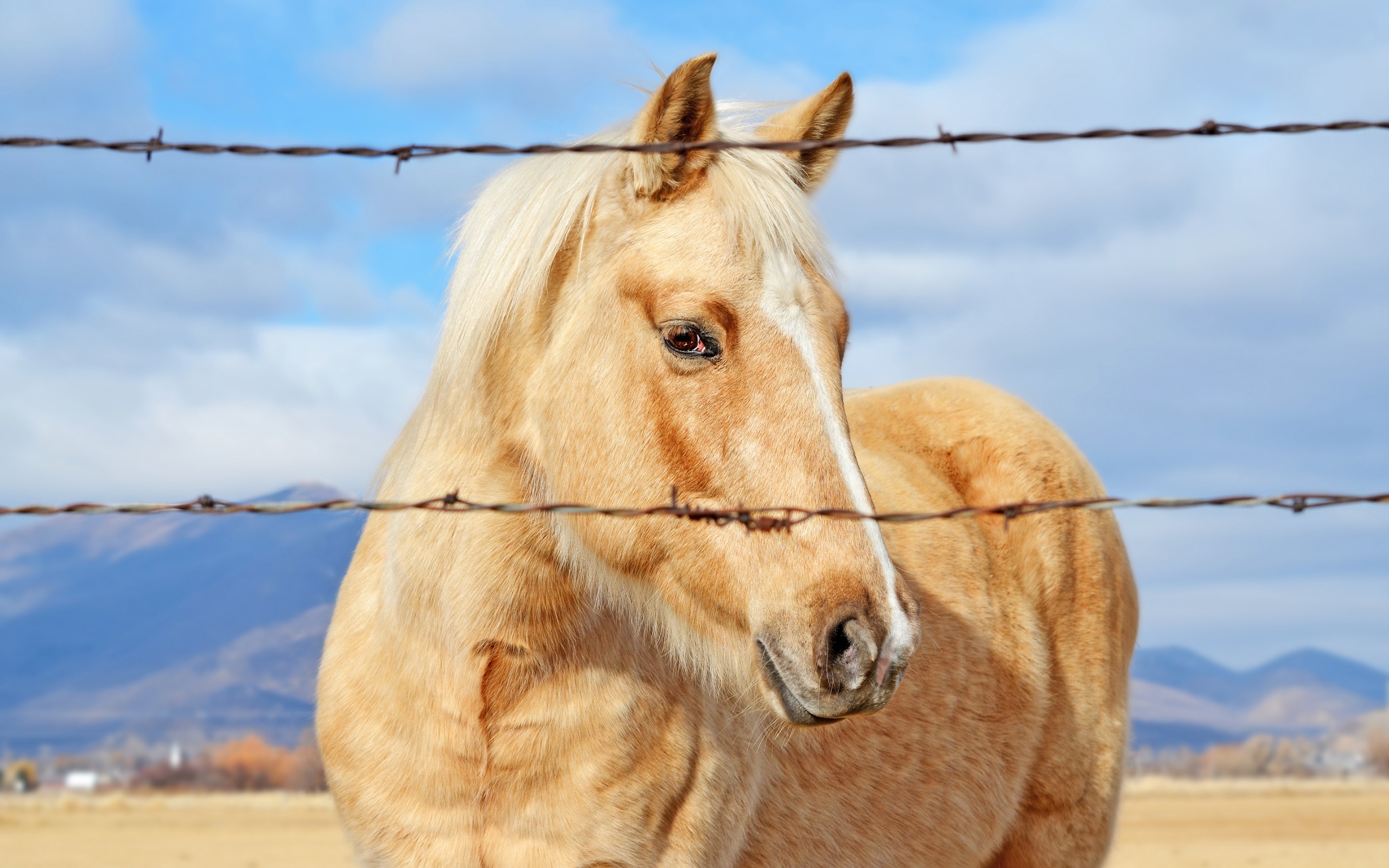 無料モバイル壁紙動物, 馬をダウンロードします。