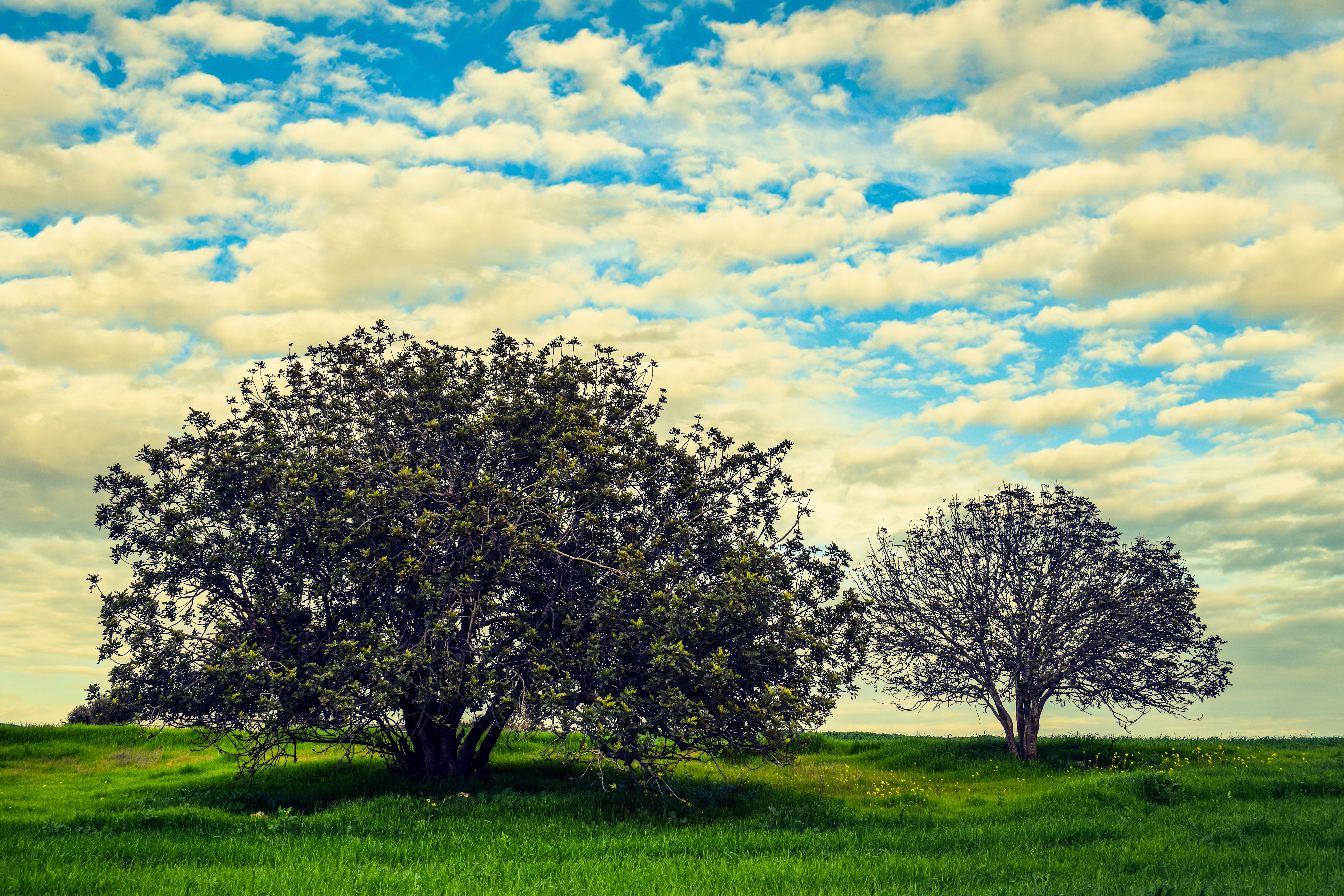 Download mobile wallpaper Nature, Trees, Grass, Sky, Tree, Earth, Cloud for free.