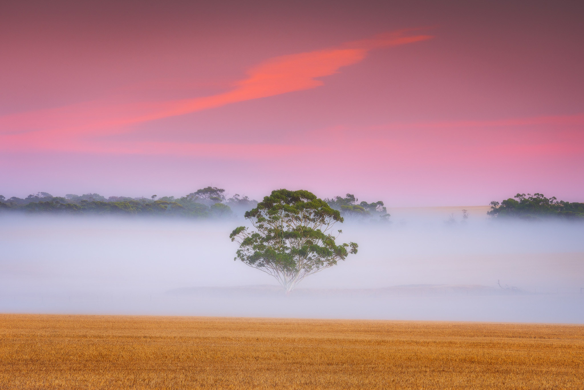 Download mobile wallpaper Dawn, Tree, Fog, Earth, Field for free.