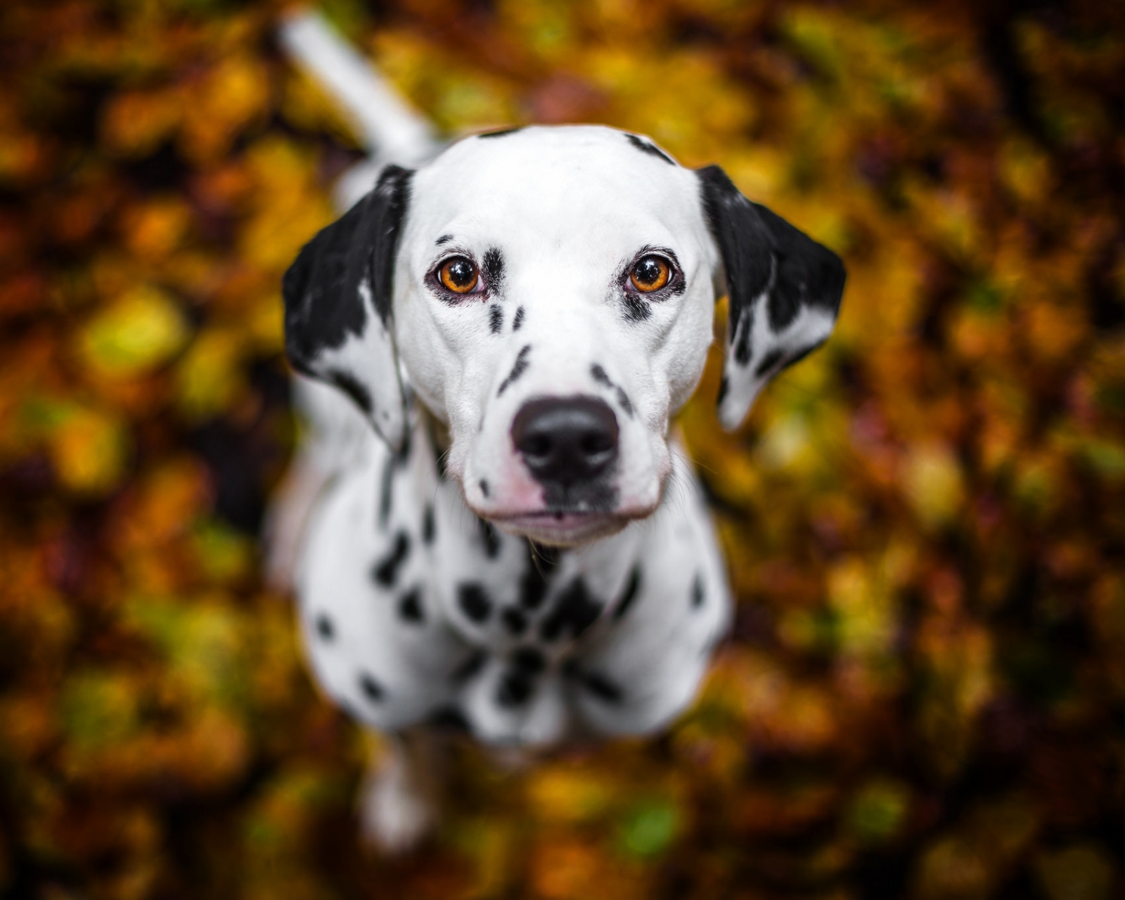 Handy-Wallpaper Tiere, Hunde, Hund, Dalmatiner, Bokeh kostenlos herunterladen.
