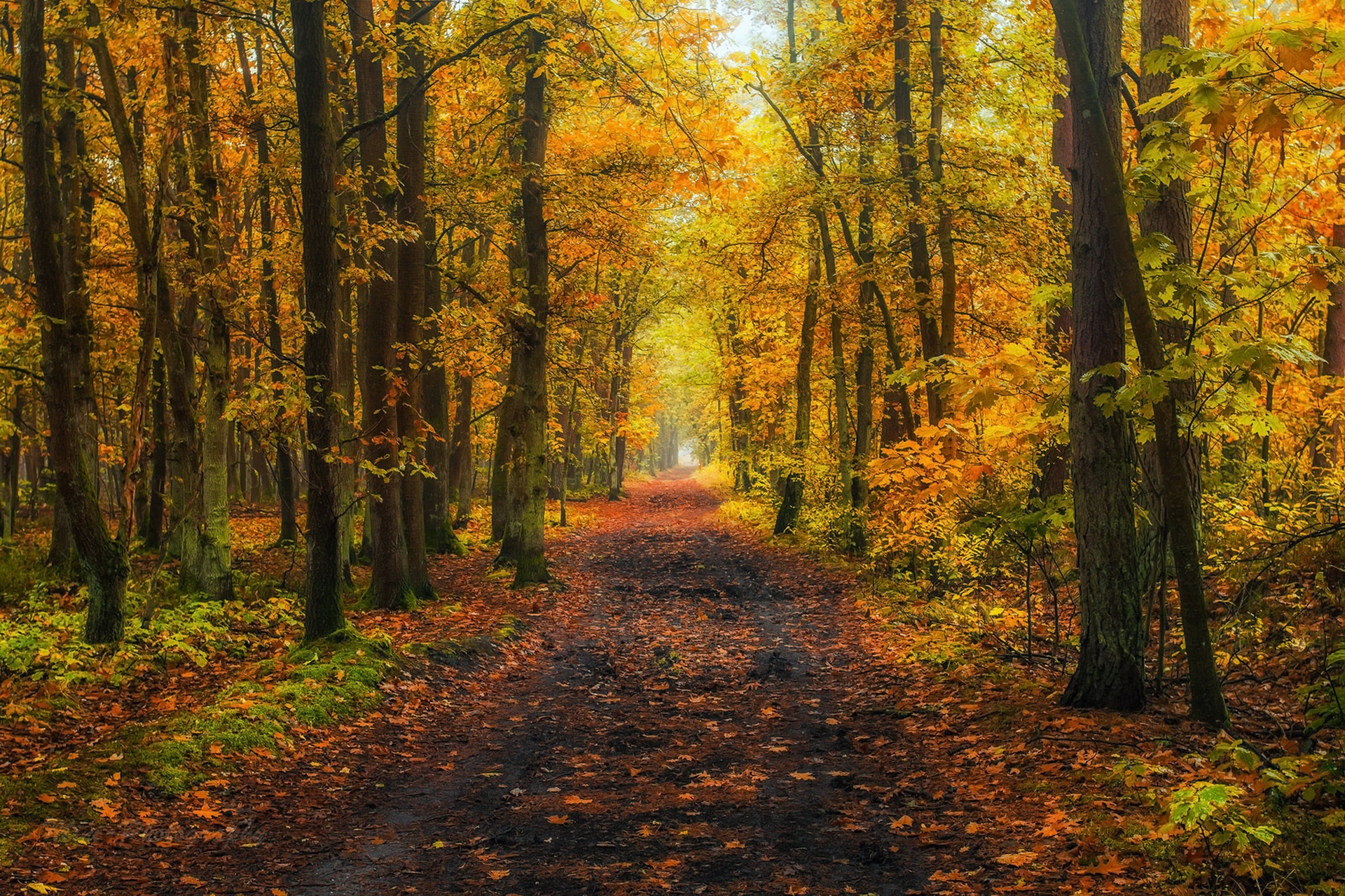 Скачать картинку Природа, Осень, Лес, Дерево, Дорожка, Земля/природа, Грязная Дорога в телефон бесплатно.