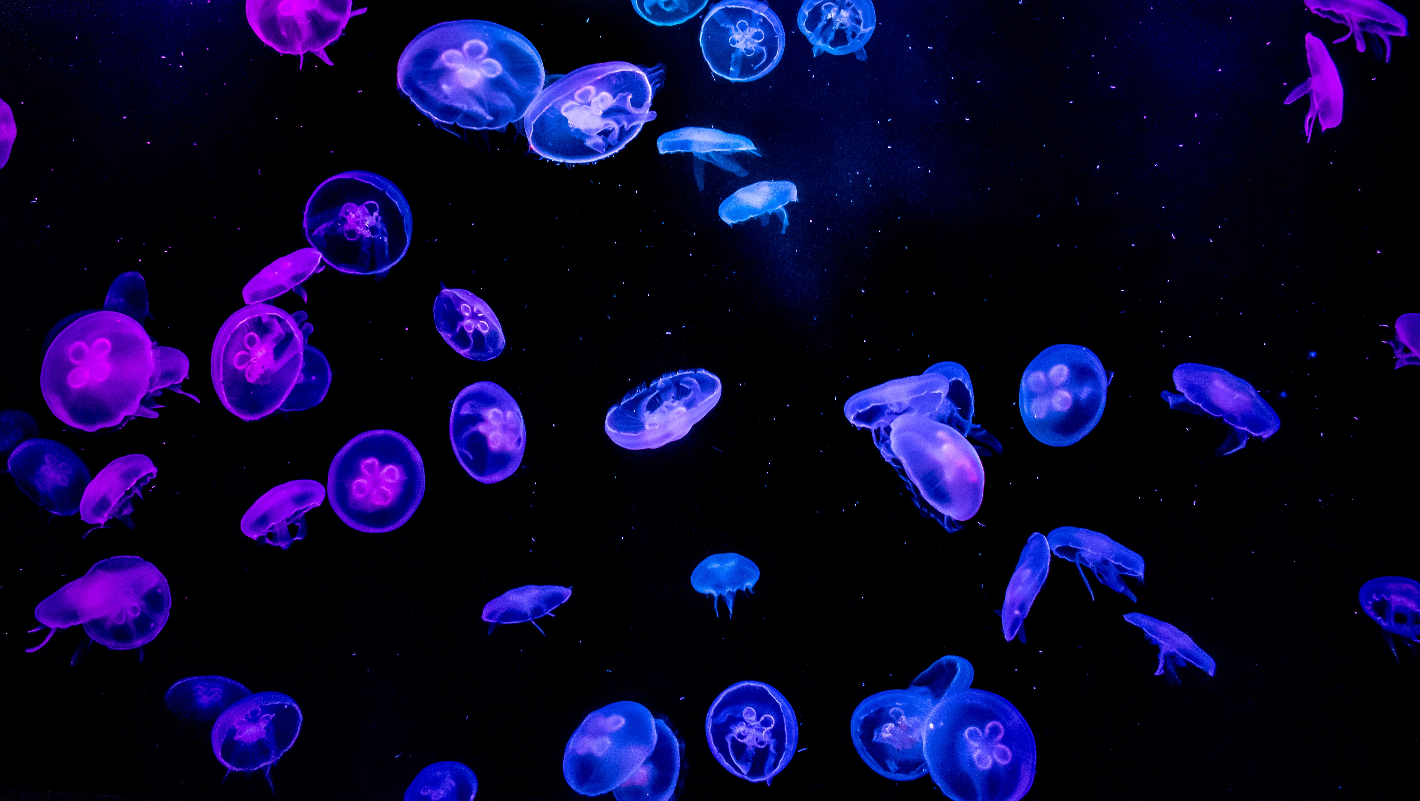 141941 télécharger l'image lueur, eau, jellyfish, noir, sombre, briller, le noir - fonds d'écran et économiseurs d'écran gratuits