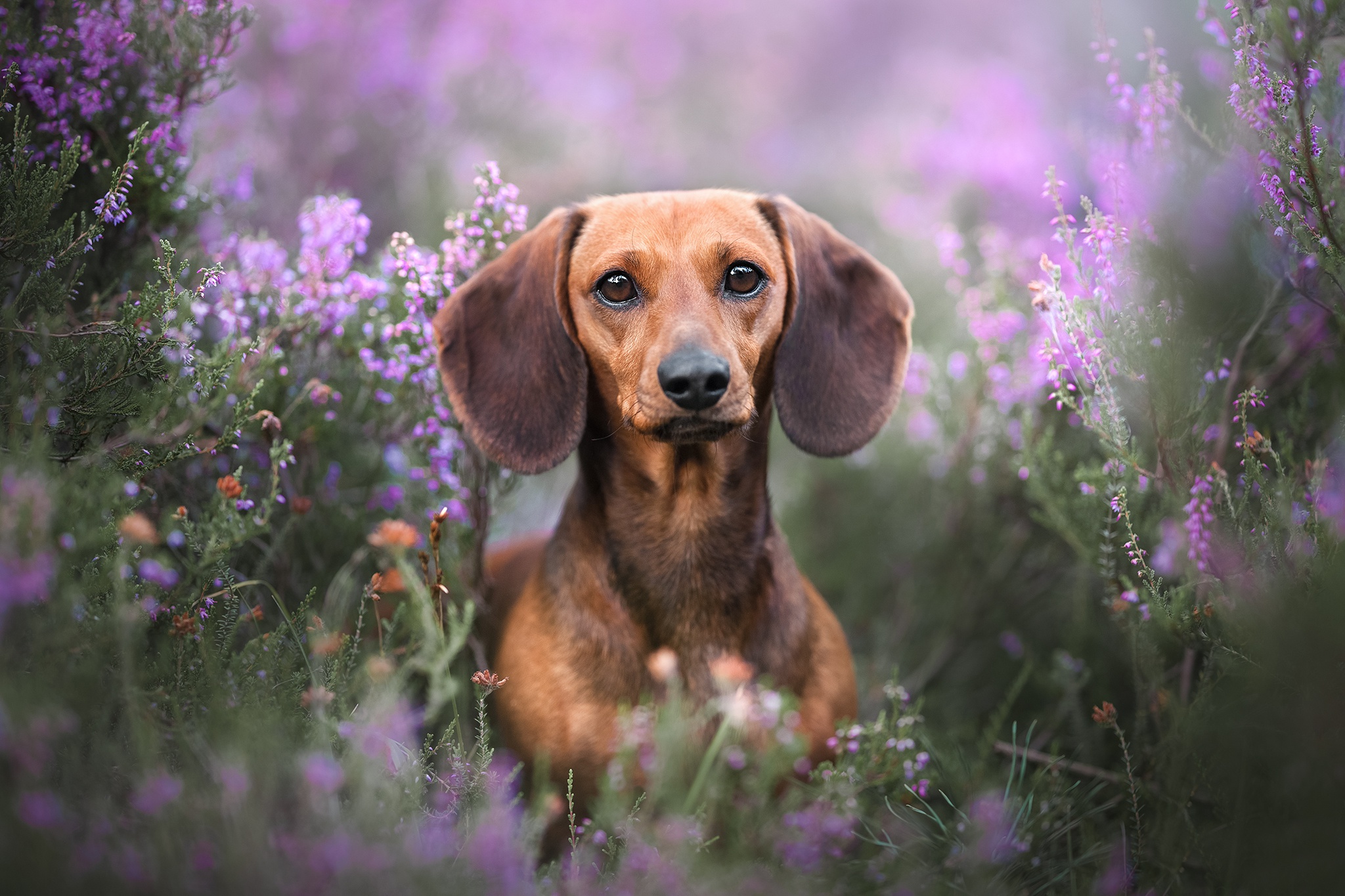 Laden Sie das Tiere, Hunde, Blume, Hund, Dackel, Heidekraut-Bild kostenlos auf Ihren PC-Desktop herunter