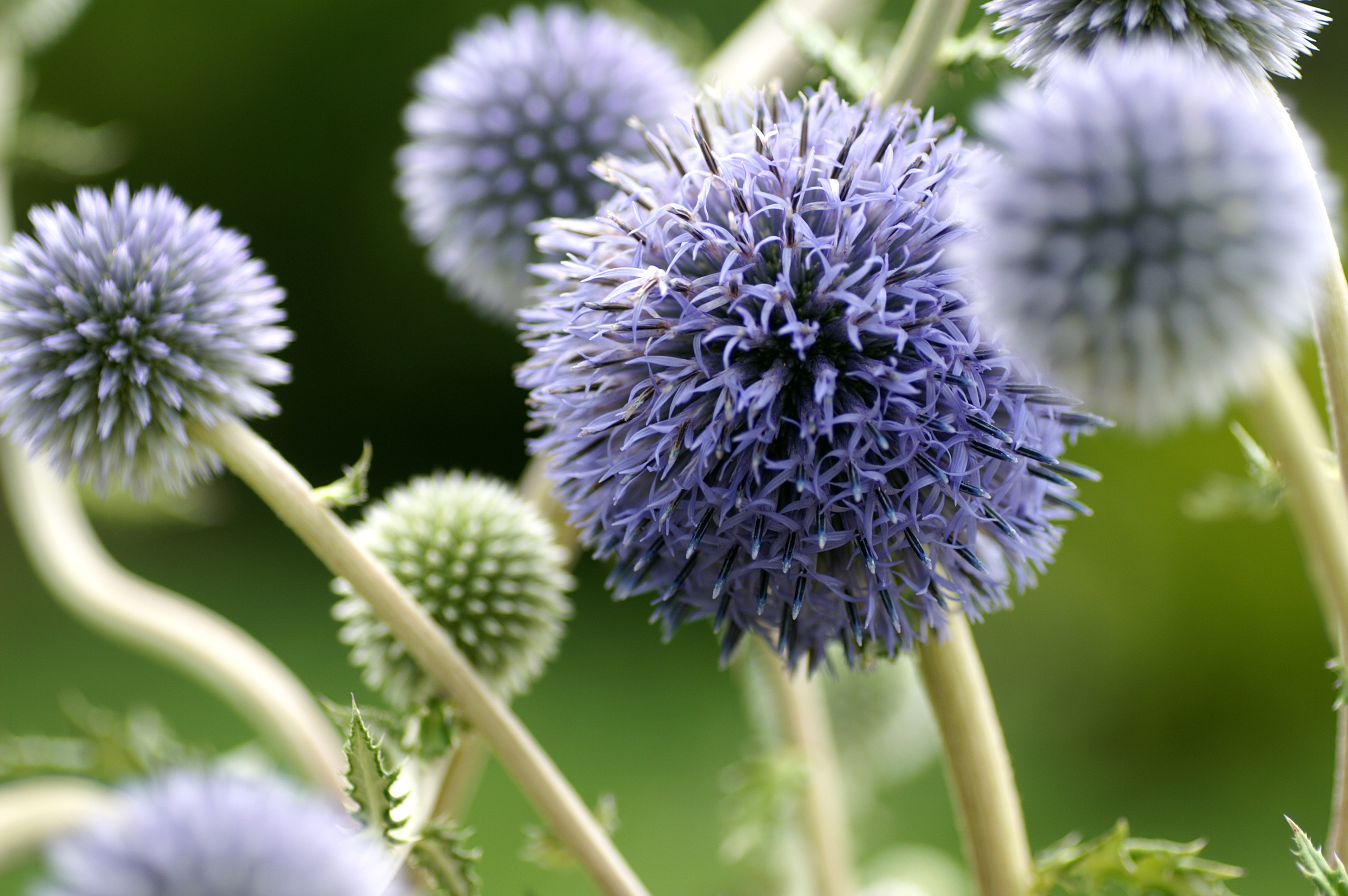 Descarga gratuita de fondo de pantalla para móvil de Flores, Flor, Tierra/naturaleza.