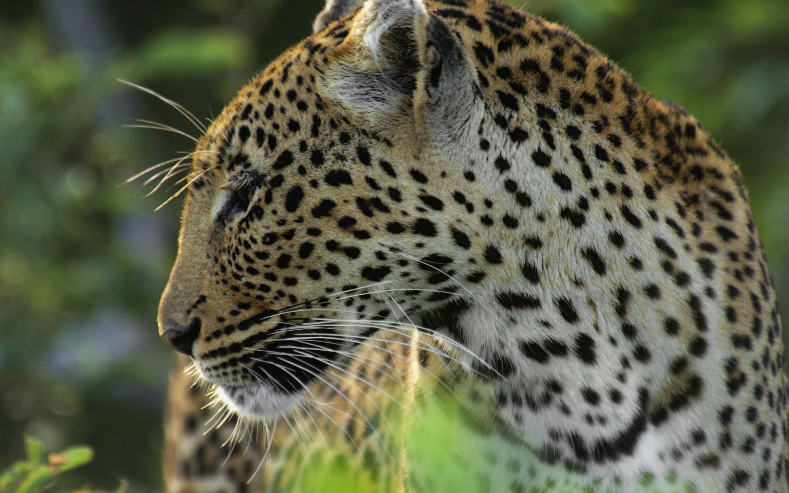 Descarga gratuita de fondo de pantalla para móvil de Animales, Gatos, Leopardo.