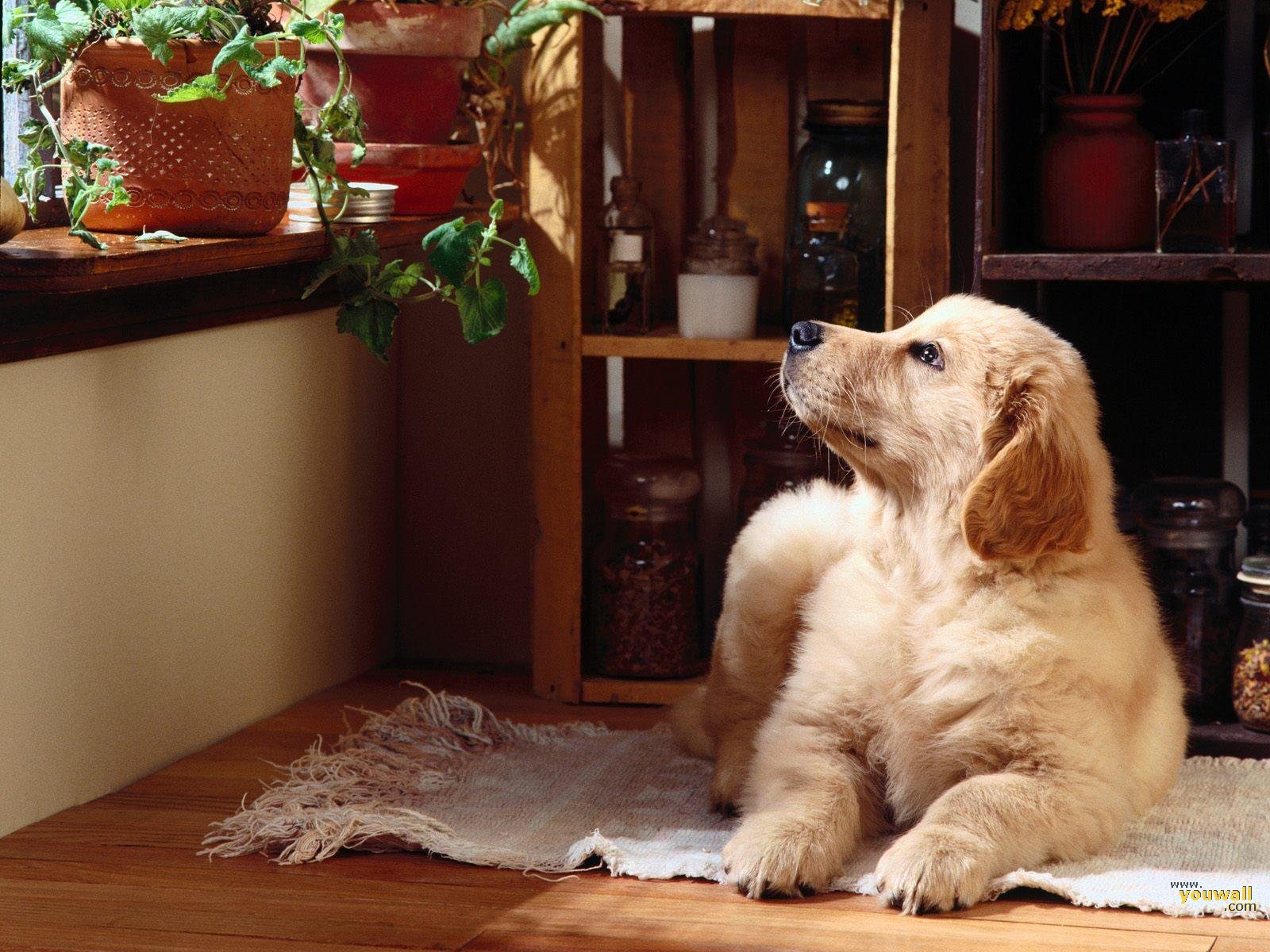 Téléchargez gratuitement l'image Animaux, Chien sur le bureau de votre PC