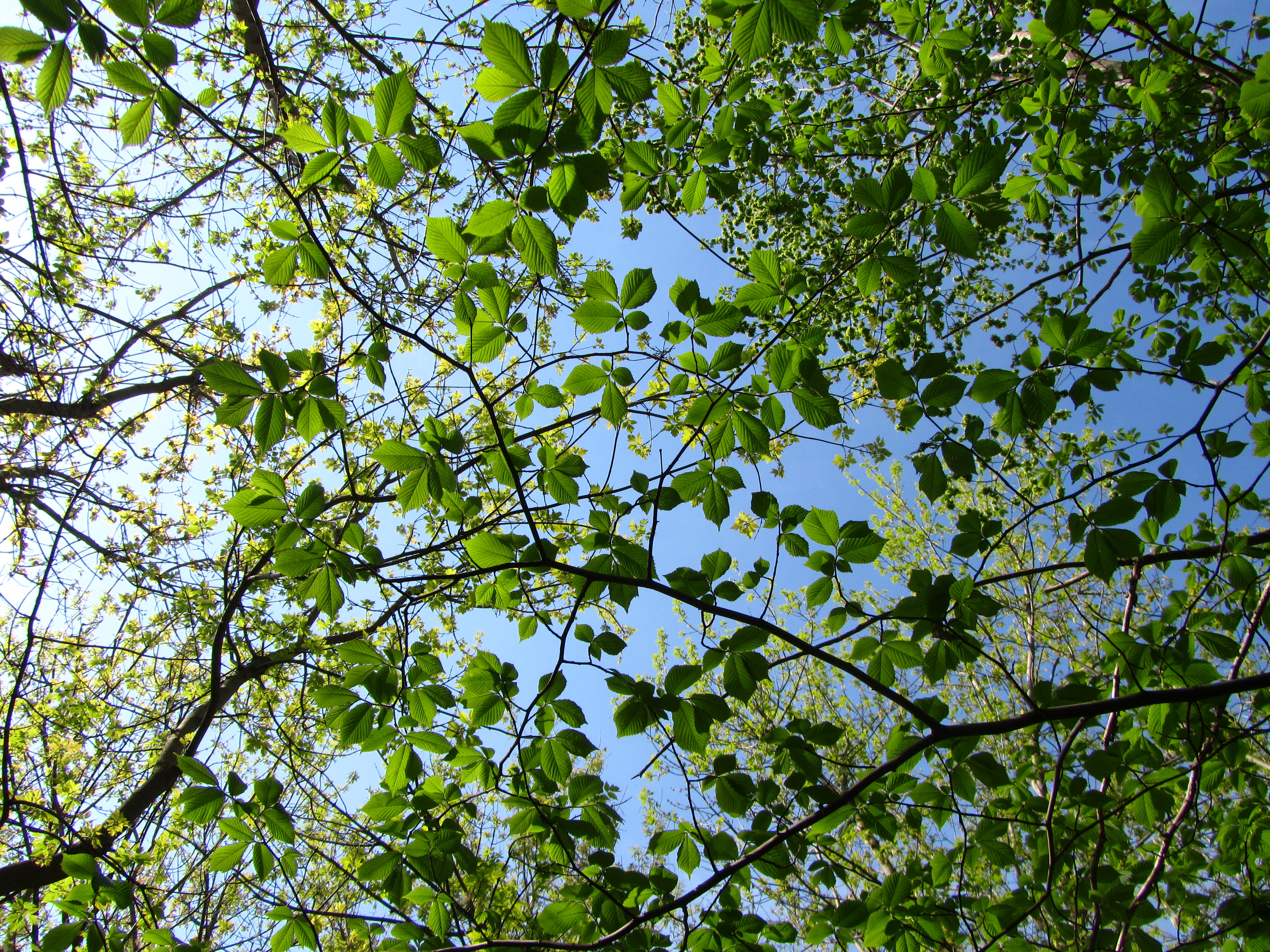 Téléchargez des papiers peints mobile Feuille, Terre/nature gratuitement.