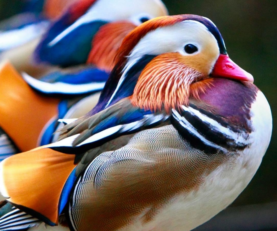 Téléchargez des papiers peints mobile Animaux, Canard Mandarin, Des Oiseaux gratuitement.