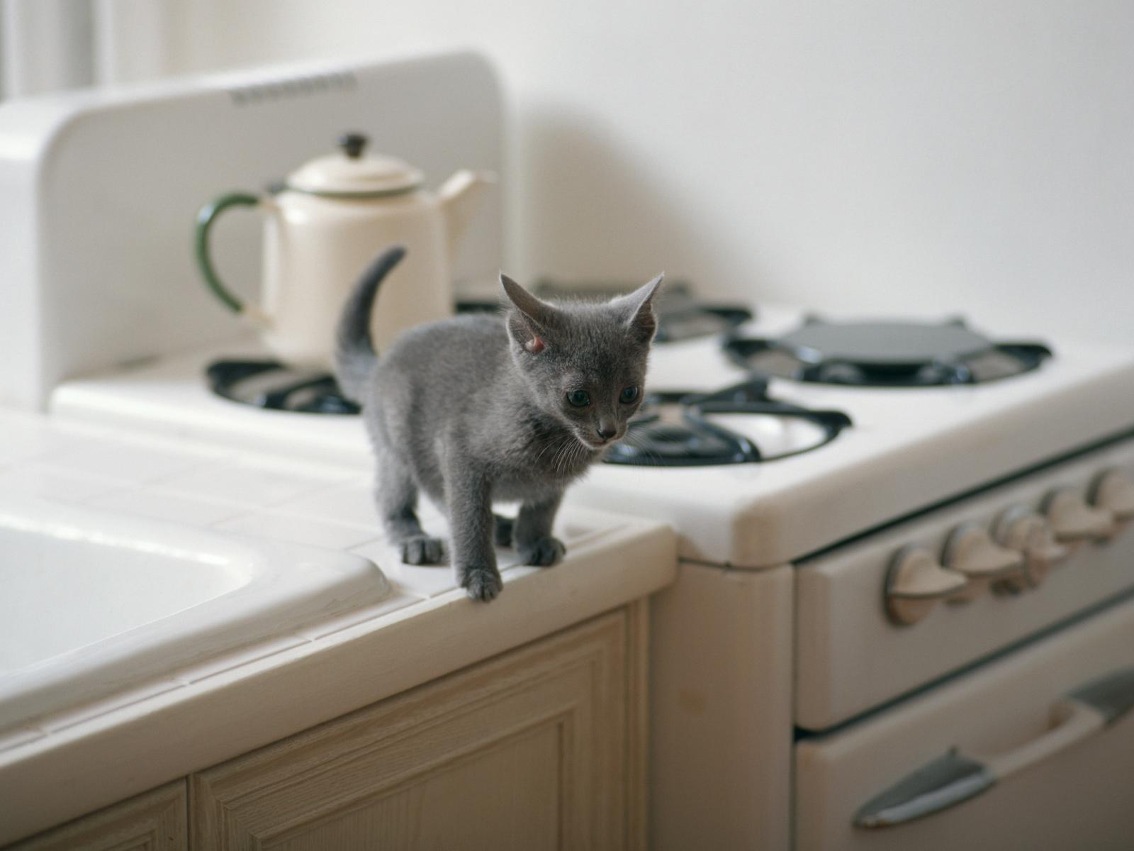 Baixe gratuitamente a imagem Animais, Gatos, Gato na área de trabalho do seu PC