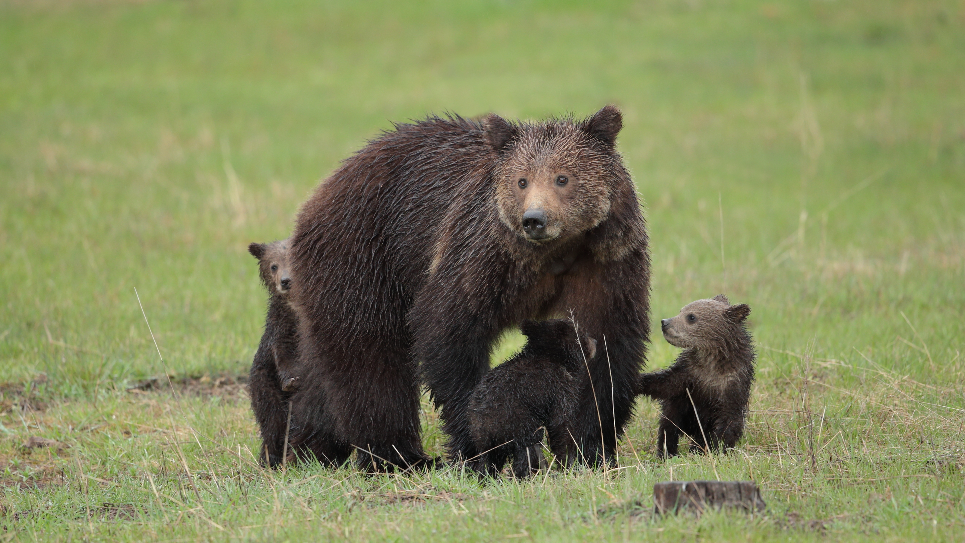 Baixe gratuitamente a imagem Animais, Urso, Ursos, Animal Bebê, Filhote na área de trabalho do seu PC
