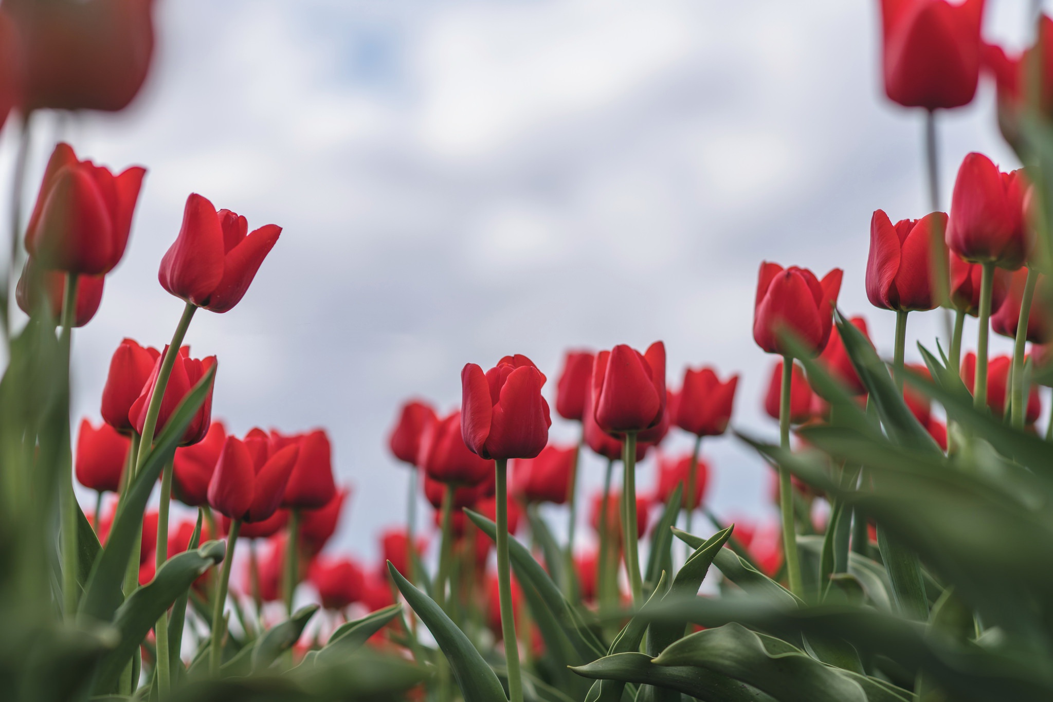 Download mobile wallpaper Nature, Flowers, Flower, Close Up, Earth, Tulip, Red Flower for free.