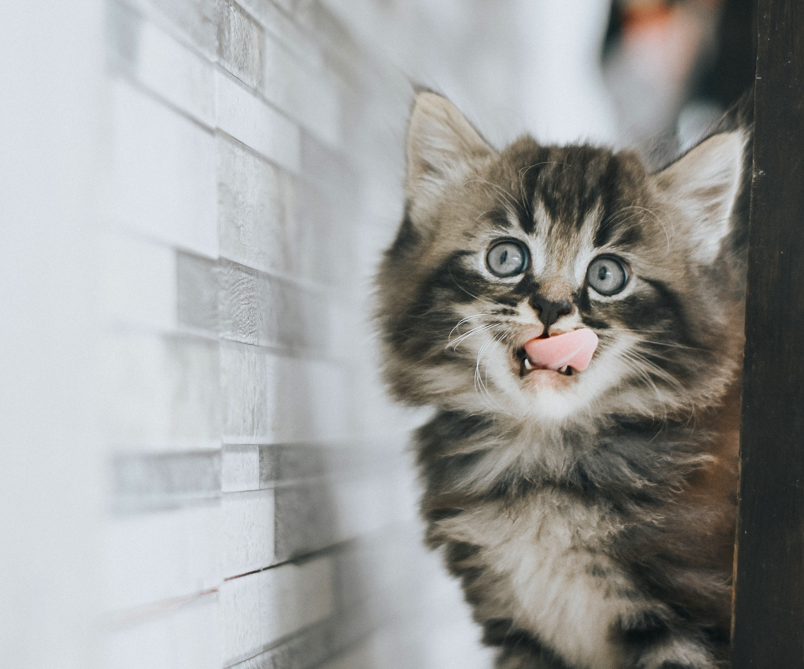 Baixar papel de parede para celular de Animais, Gatos, Gato, Gatinho, Gato Malhado, Animal Bebê gratuito.