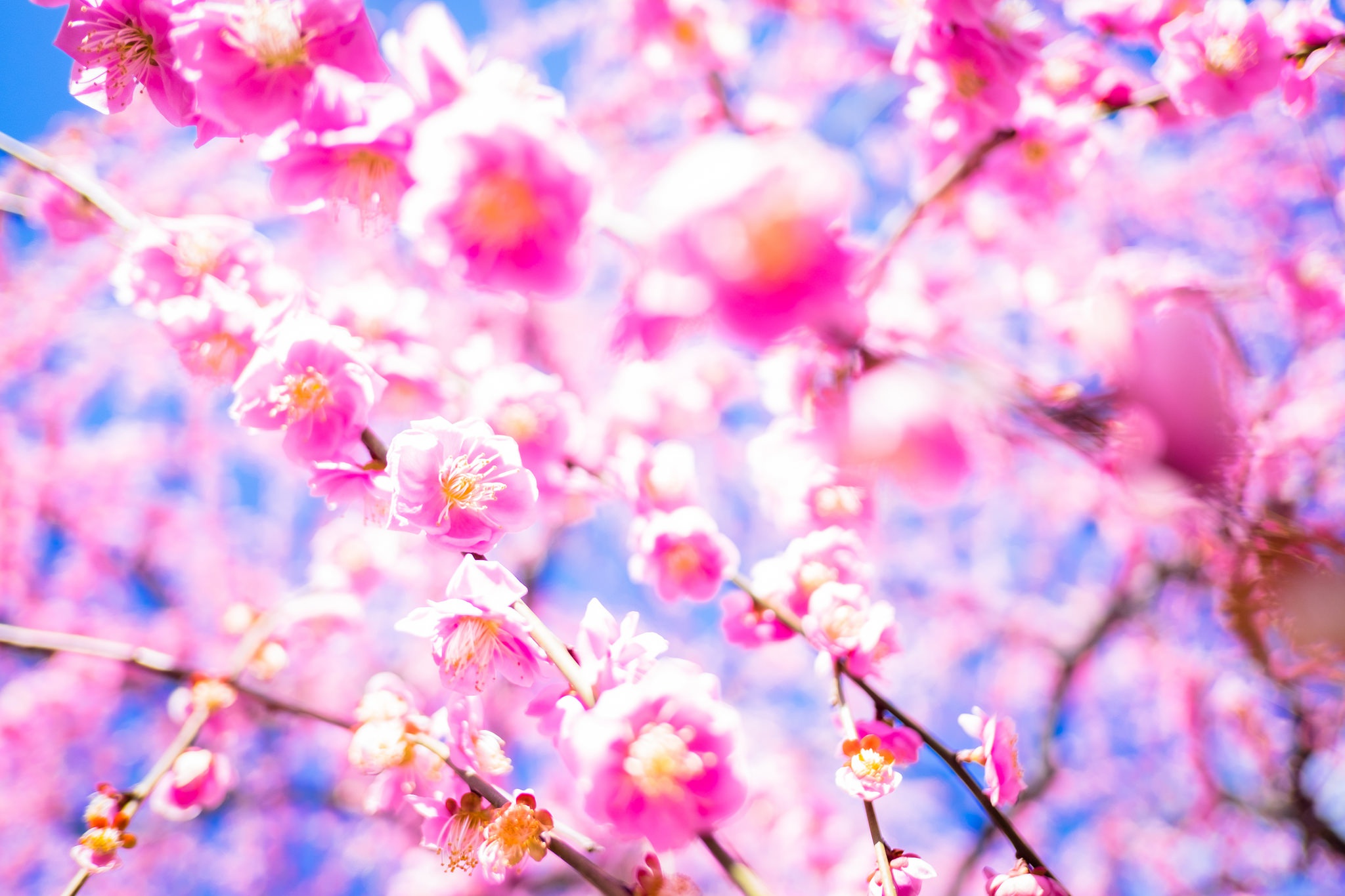 Free download wallpaper Nature, Flowers, Flower, Macro, Earth, Spring, Blossom, Pink Flower on your PC desktop