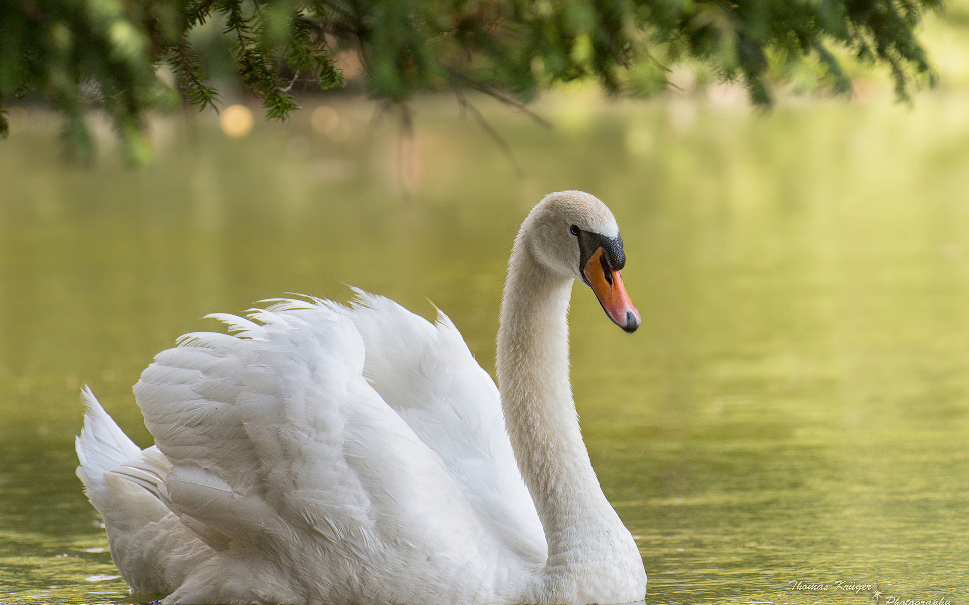Download mobile wallpaper Swan, Mute Swan, Water, Bird, Birds, Animal for free.