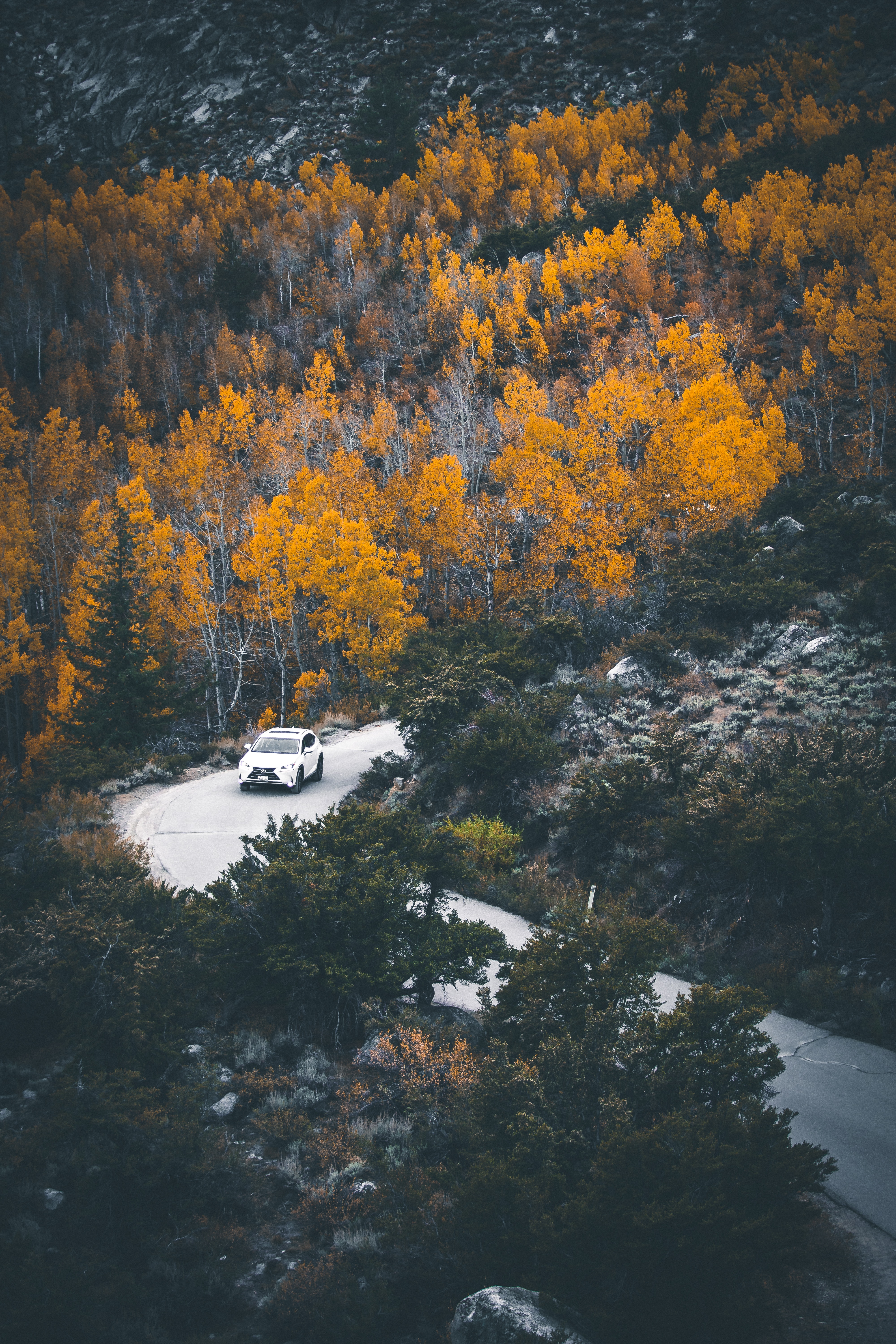 Download mobile wallpaper Forest, Road, Turn, Car, Cars, Autumn for free.
