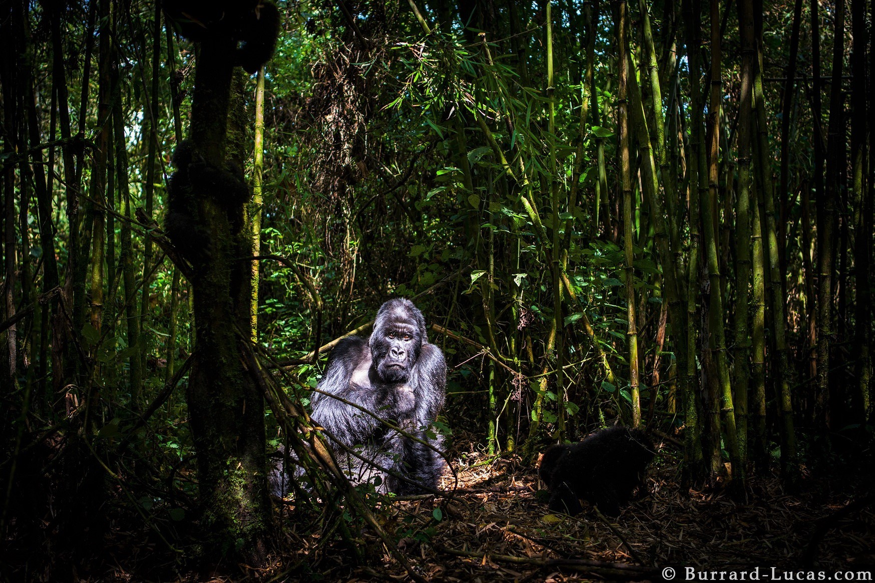 Laden Sie das Tiere, Wald, Baum, Gorilla, Bambus, Dschungel, Affen, Regenwald-Bild kostenlos auf Ihren PC-Desktop herunter
