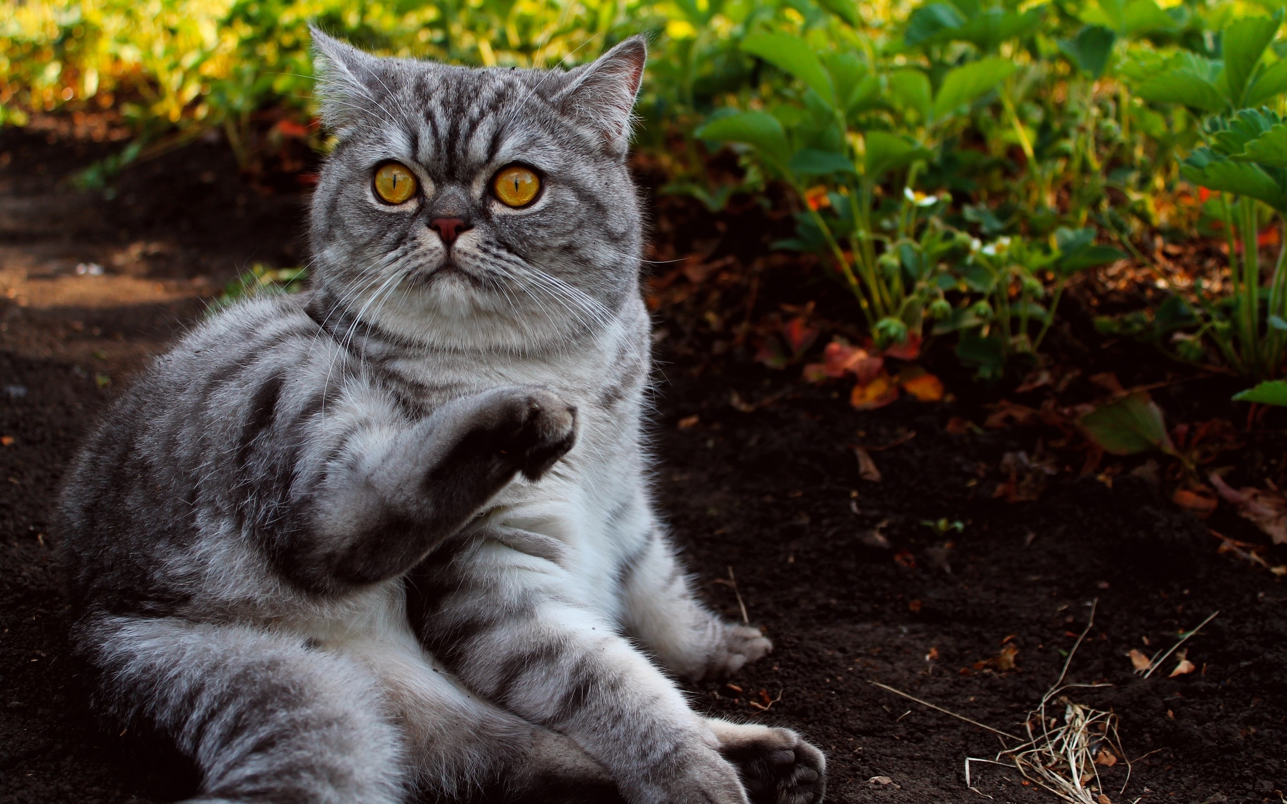 Handy-Wallpaper Tiere, Katzen, Katze kostenlos herunterladen.