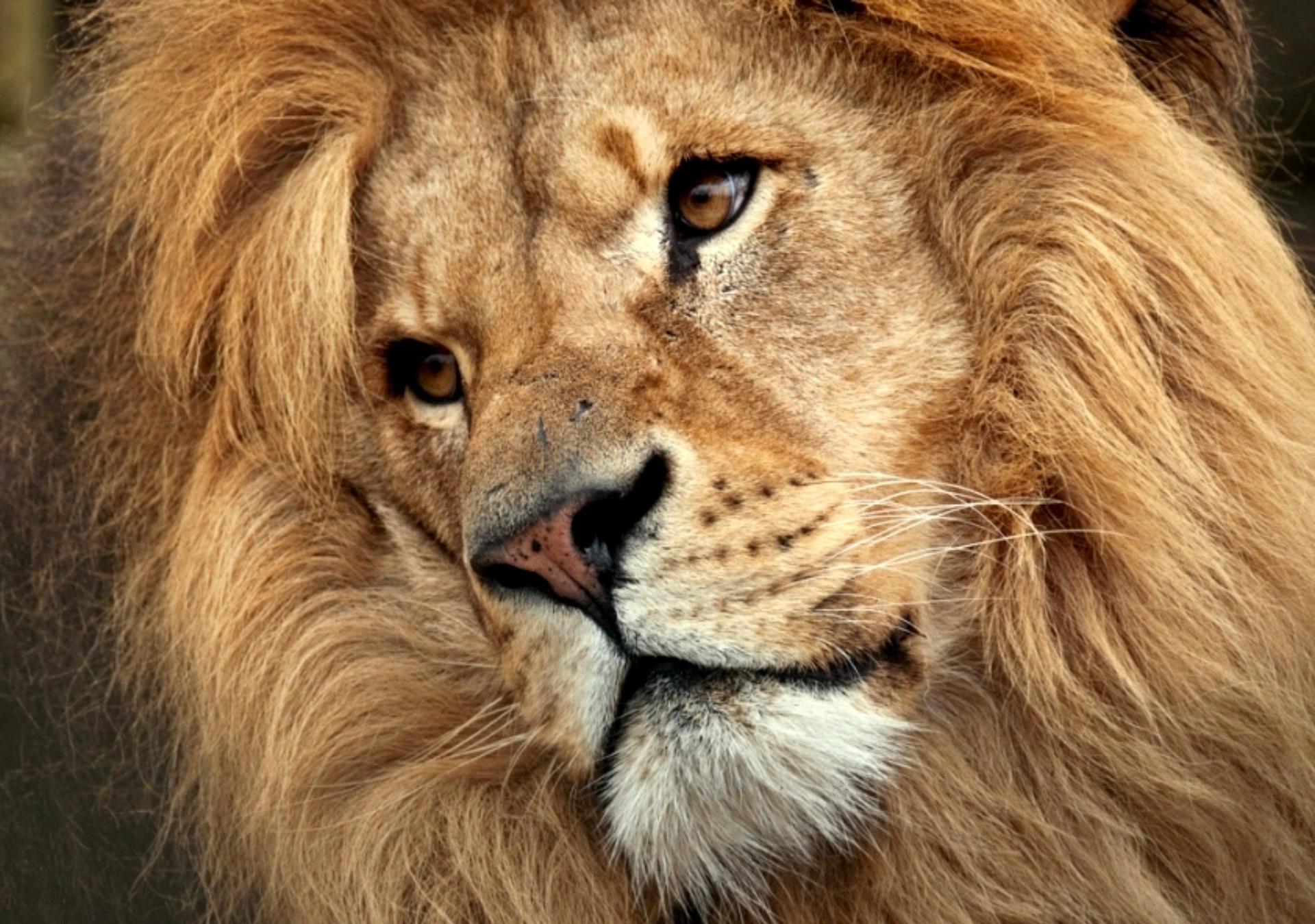 Download mobile wallpaper Cats, Lion, Animal, Face for free.