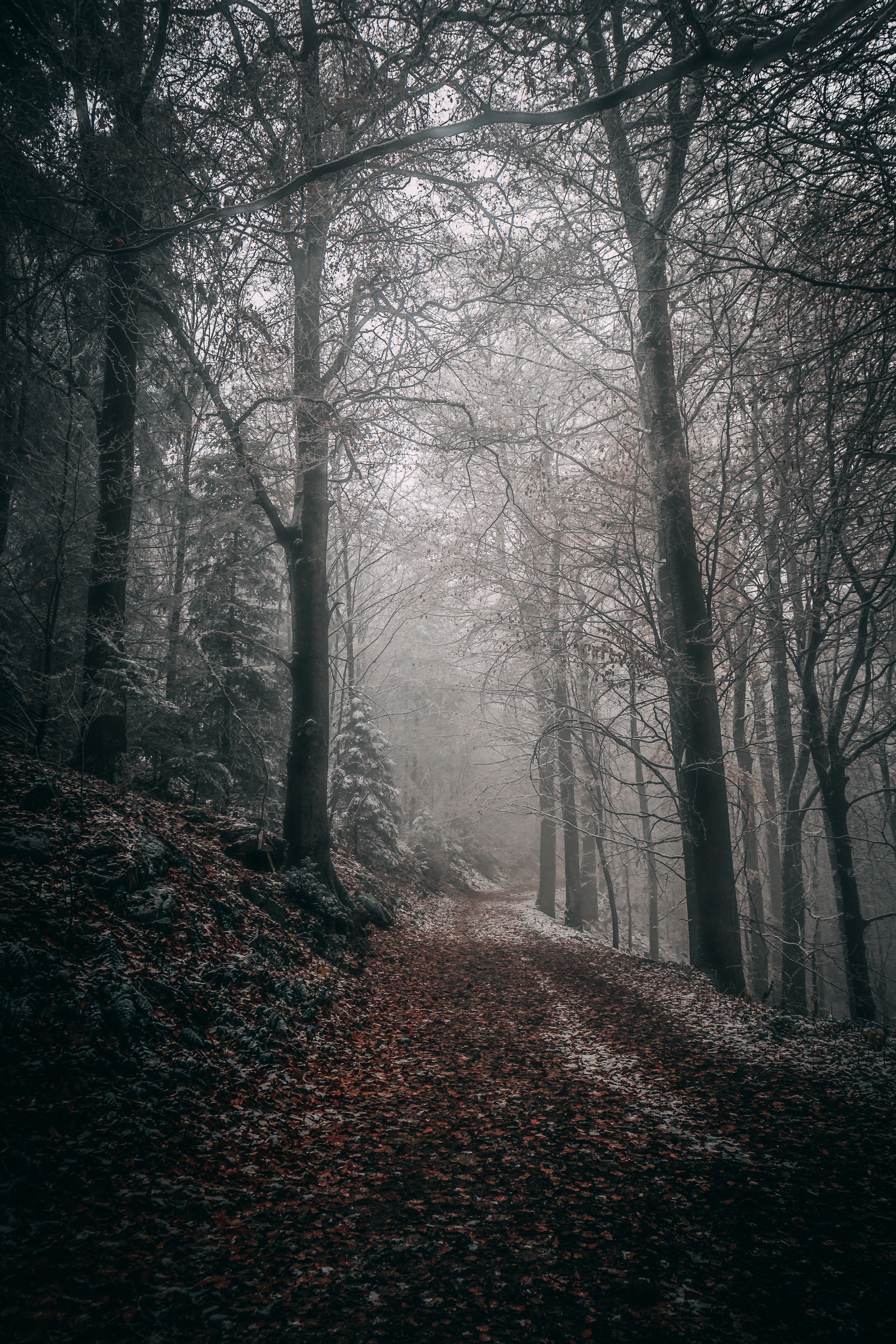 path, nature, forest, autumn, trees, fog, foliage