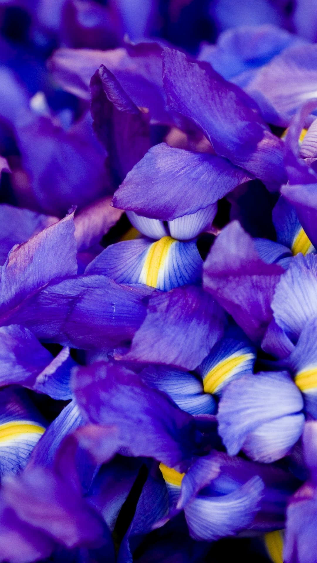 Download mobile wallpaper Flowers, Iris, Earth for free.