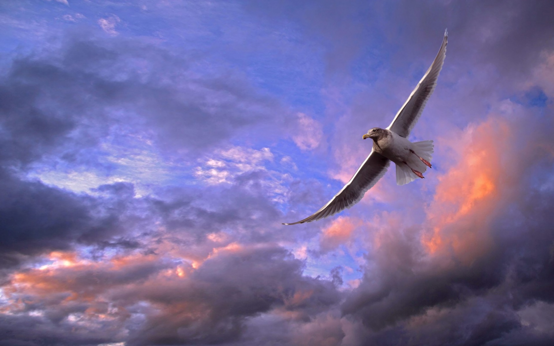 Download mobile wallpaper Birds, Sunset, Bird, Animal, Seagull, Cloud, Flying for free.