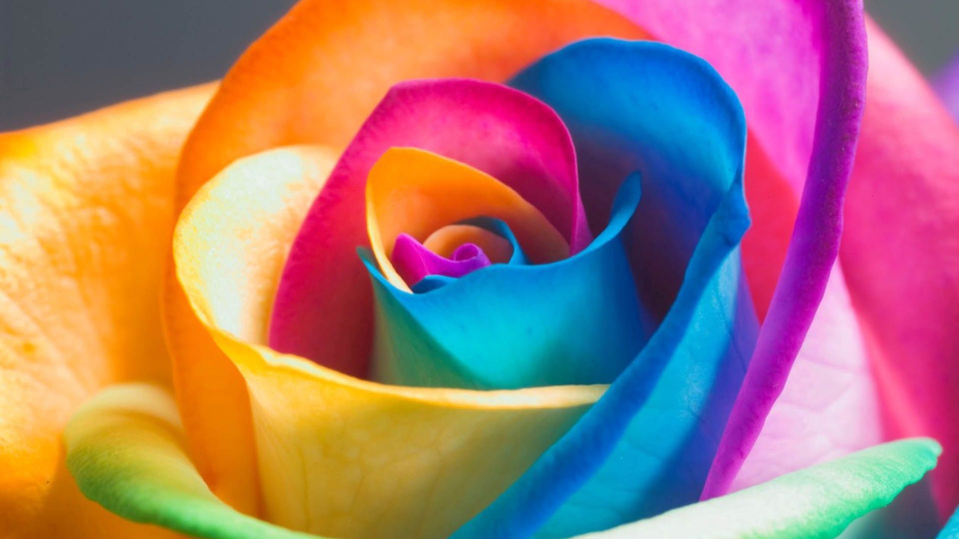 Laden Sie das Mehrfarbig, Motley, Knospe, Bud, Blütenblätter, Makro, Rose-Bild kostenlos auf Ihren PC-Desktop herunter