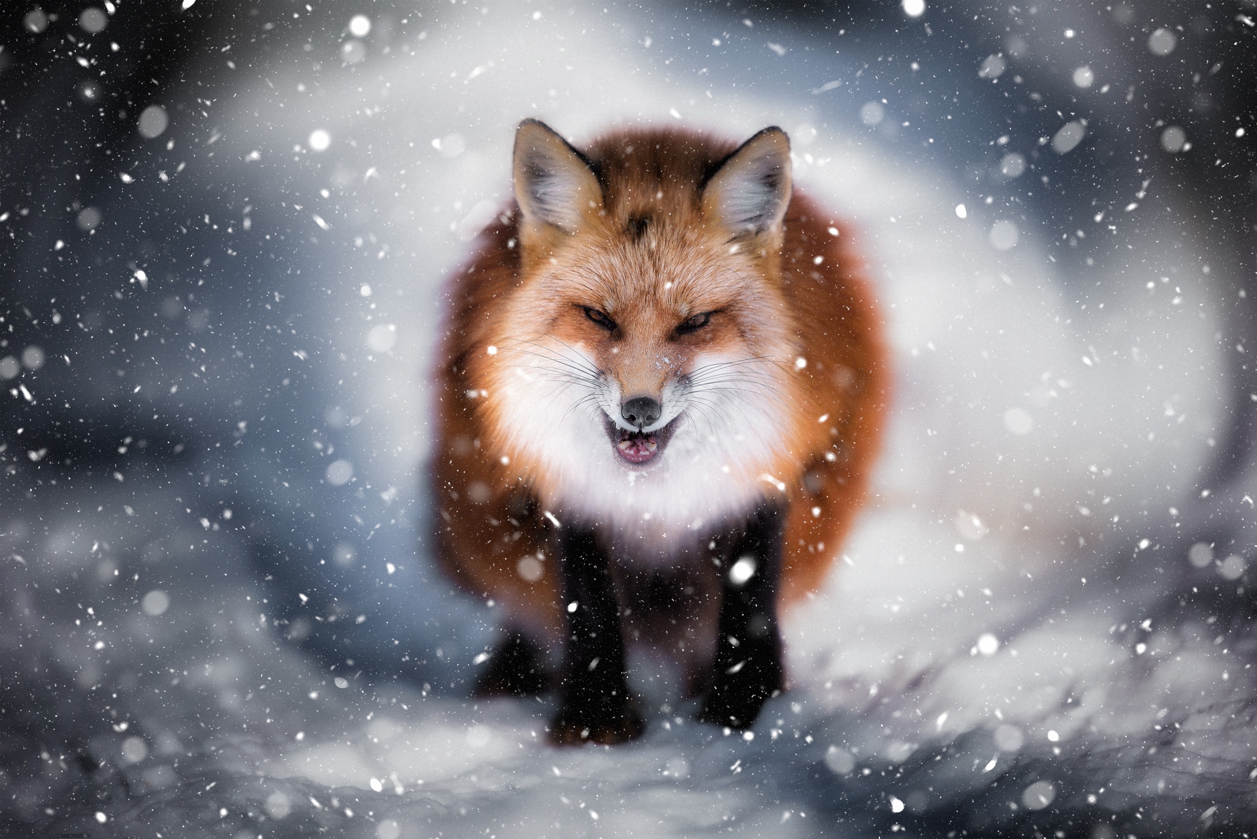 PCデスクトップに動物, 冬, 雪, 狐, 降雪画像を無料でダウンロード